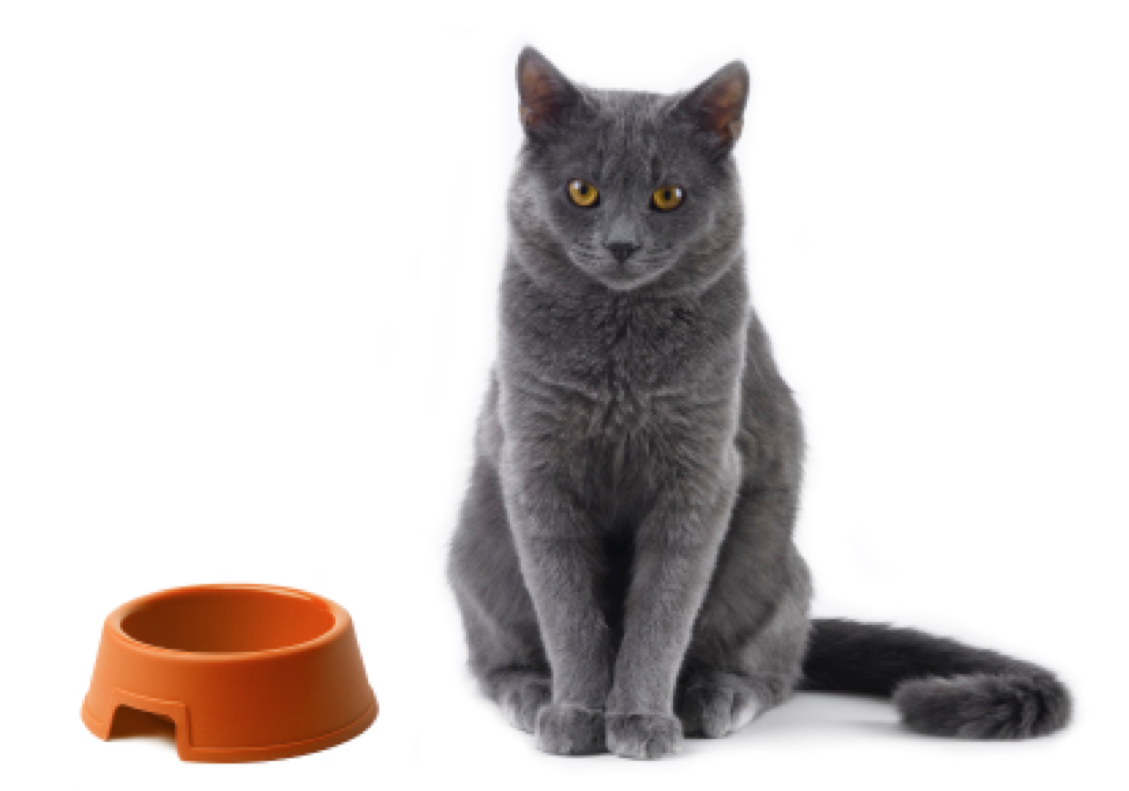 the cat won't eat the catfood
