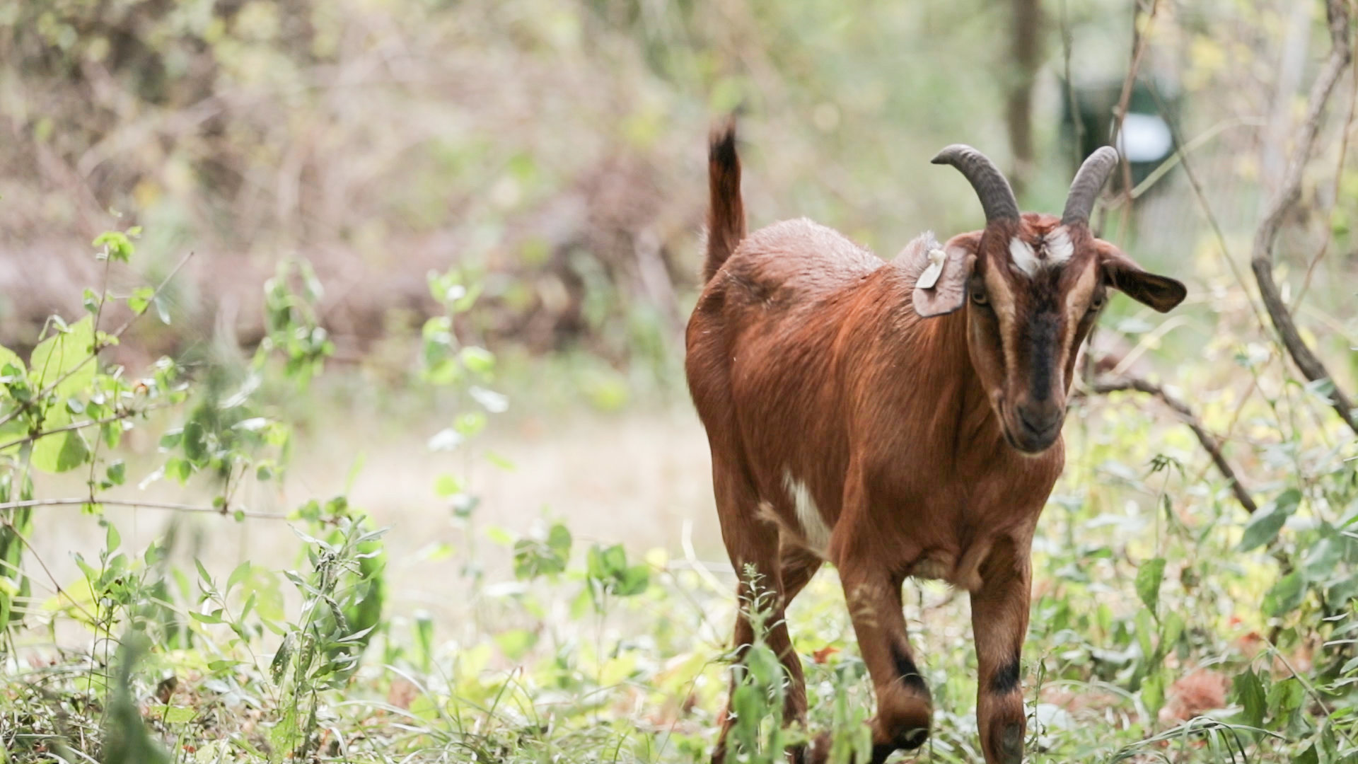 Goats Crowdfunding.00_01_02_03.Still014.jpg