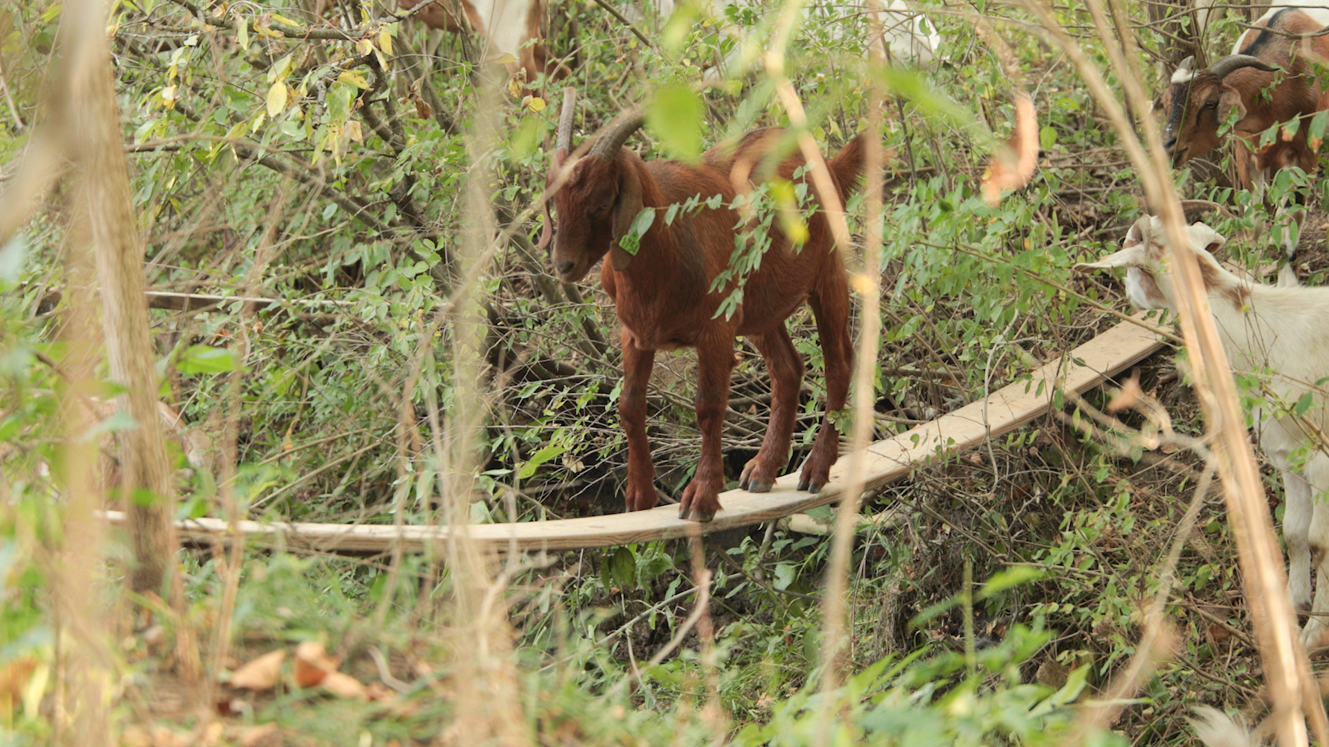 Goats Crowdfunding.00_02_46_15.Still044.jpg