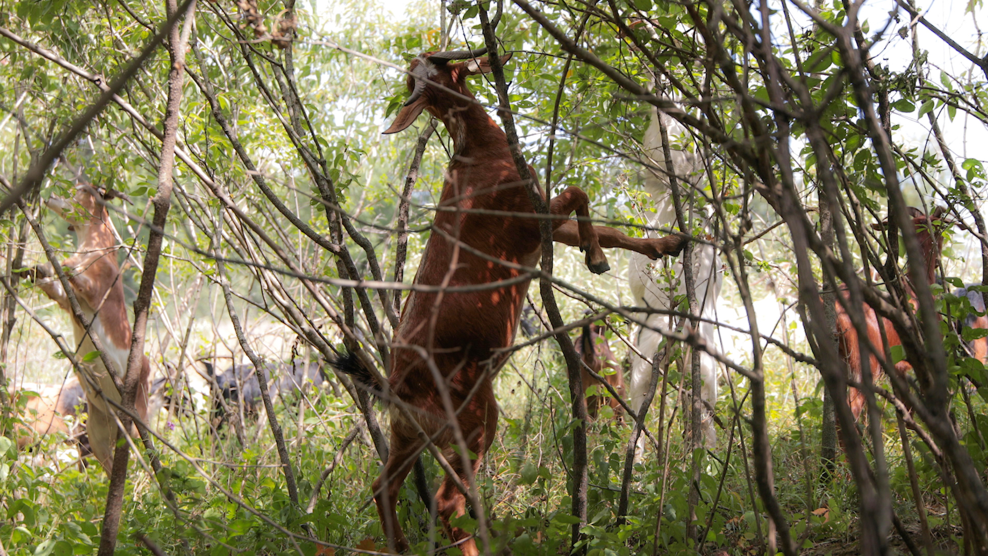 Goats Crowdfunding.00_02_22_08.Still036.jpg