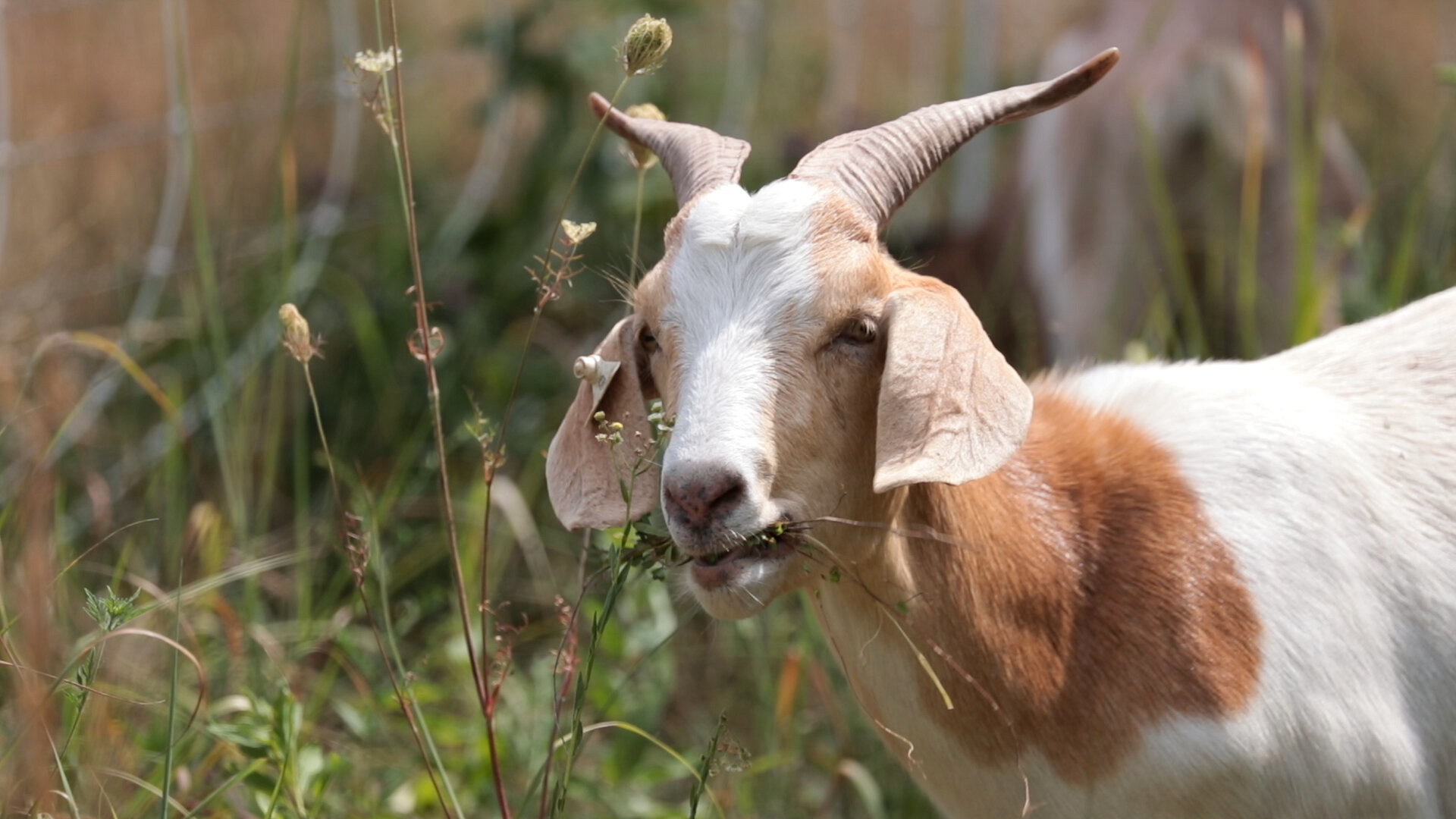 Culling for genetic improvement in our goat herd, part 1 — Goats On The Go®