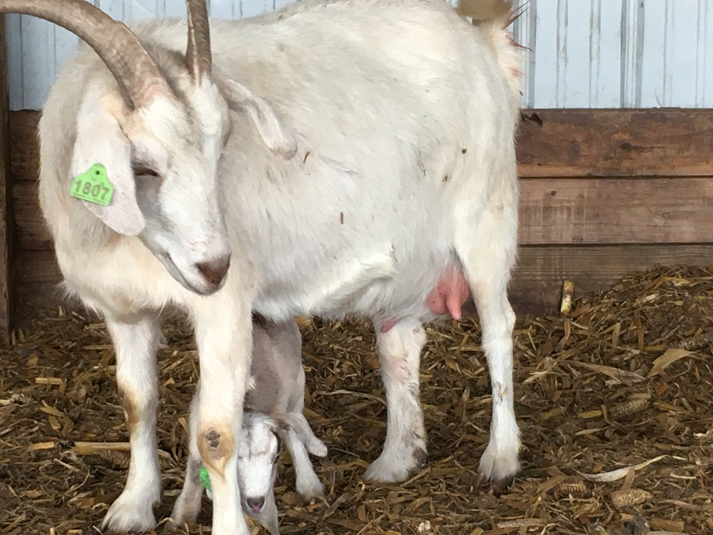 Udderly important: Culling, part 3 — Goats On The Go®