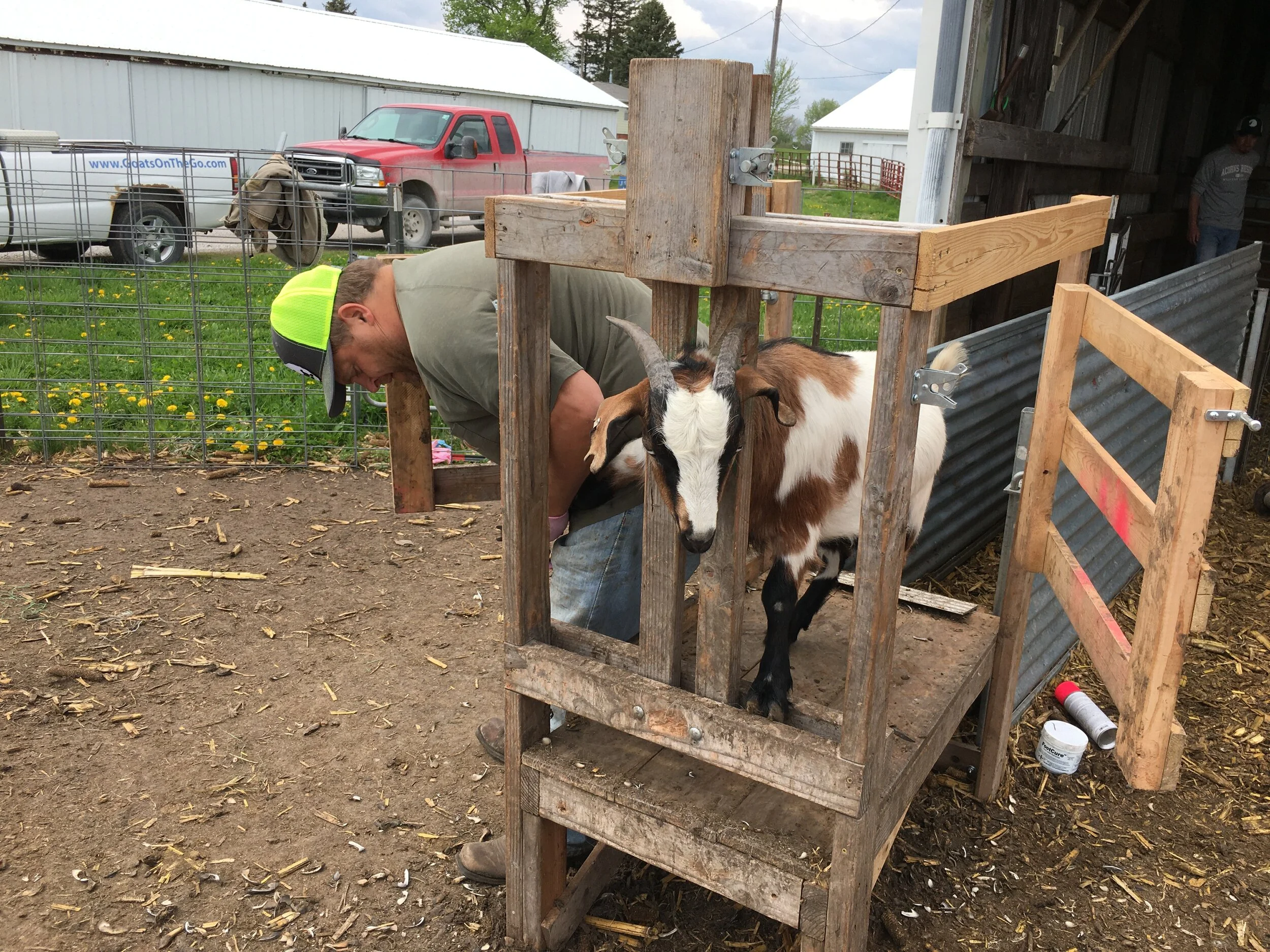 Hoof Trimming Is Done Mostly Goats On The Go Hoof Trimming Is Done Mostly Goats On The Go