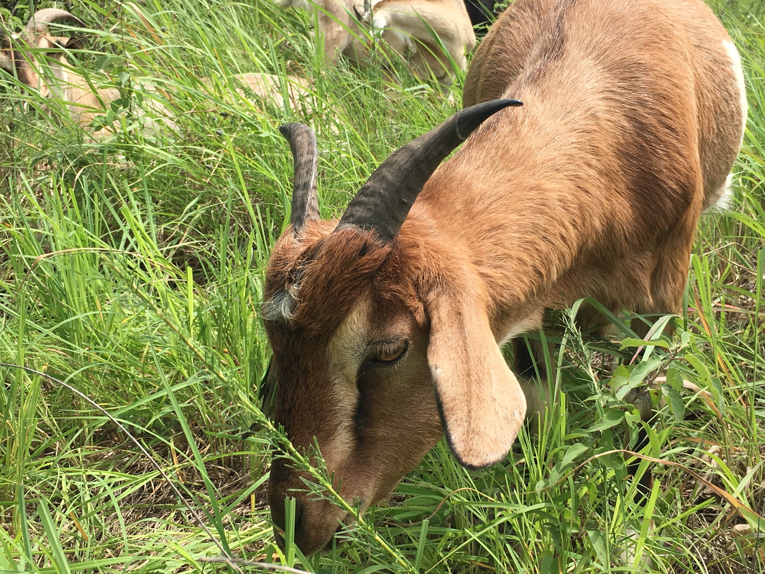 What to feed goats