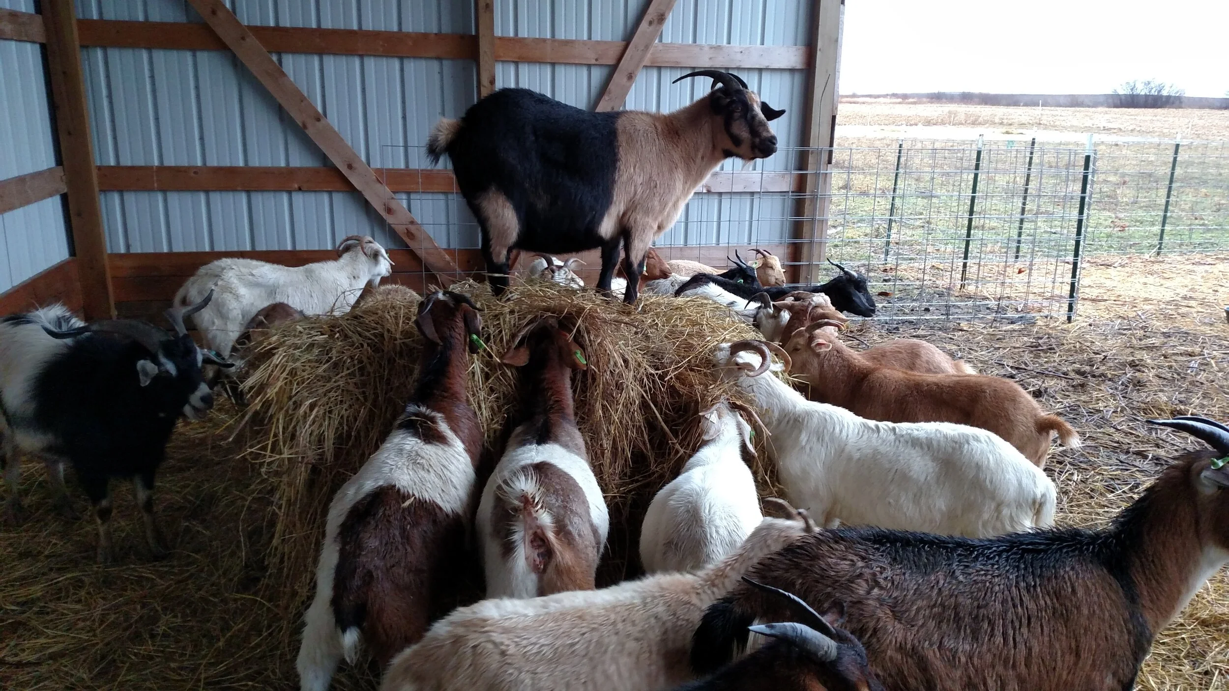 automatic goat pellet feeder