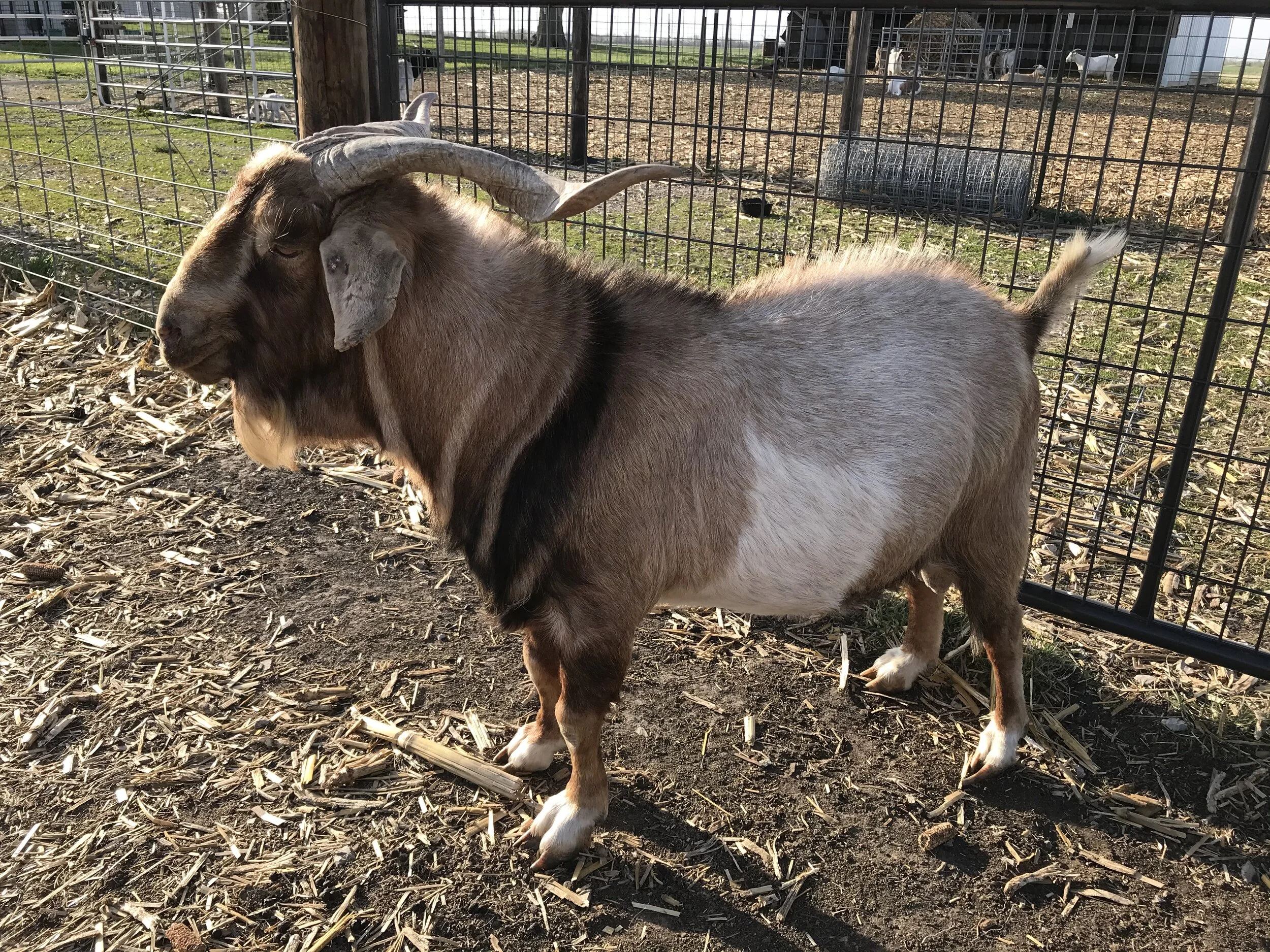 Who s Your Daddy Goats On The Go 