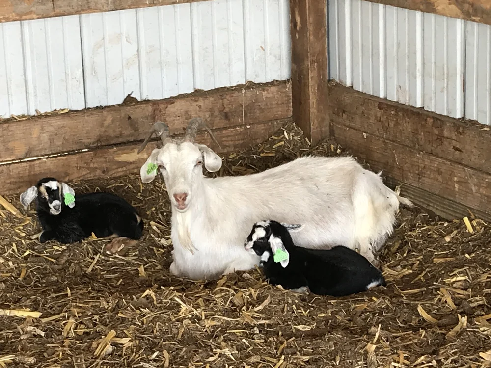 The Many Mothering Styles Of Goats Goats On The Go