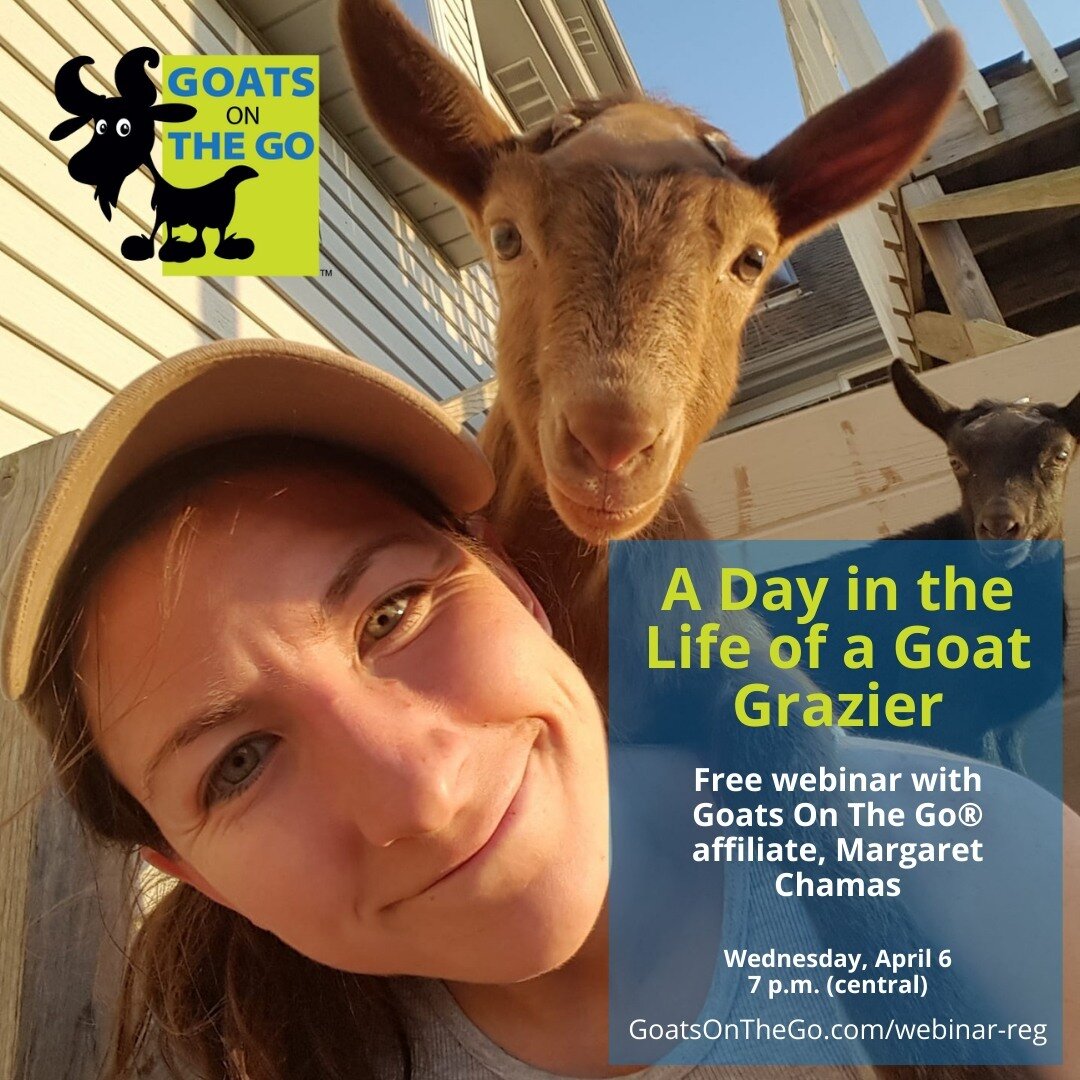 Get a behind-the-scenes view of what it's like to operate a #goatgrazing business for sustainable weed and brush control. Don't miss this FREE webinar! Link in bio to register. #targetedgrazing #prescribedgrazing #rxgrazing #goats #goatscaping #goatr