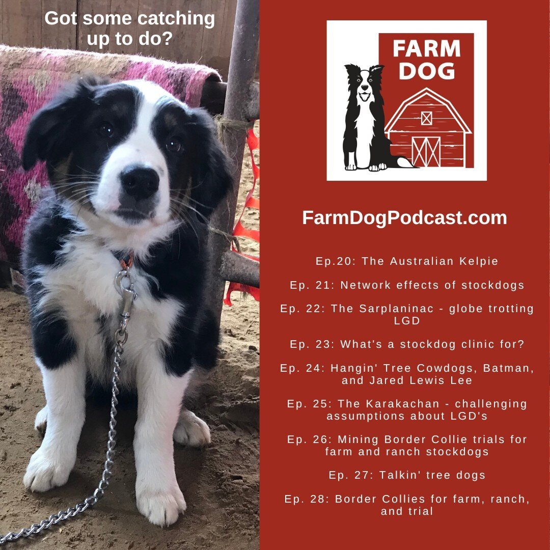 Interested in working farm/ranch dogs? We've got 28 podcast episodes about #stockdogs, #livestockguardiandogs, and various other #farmdogs to keep you company while you do chores this summer! Find us at FarmDogPodcast.com, on Apple Podcasts, Spotify,