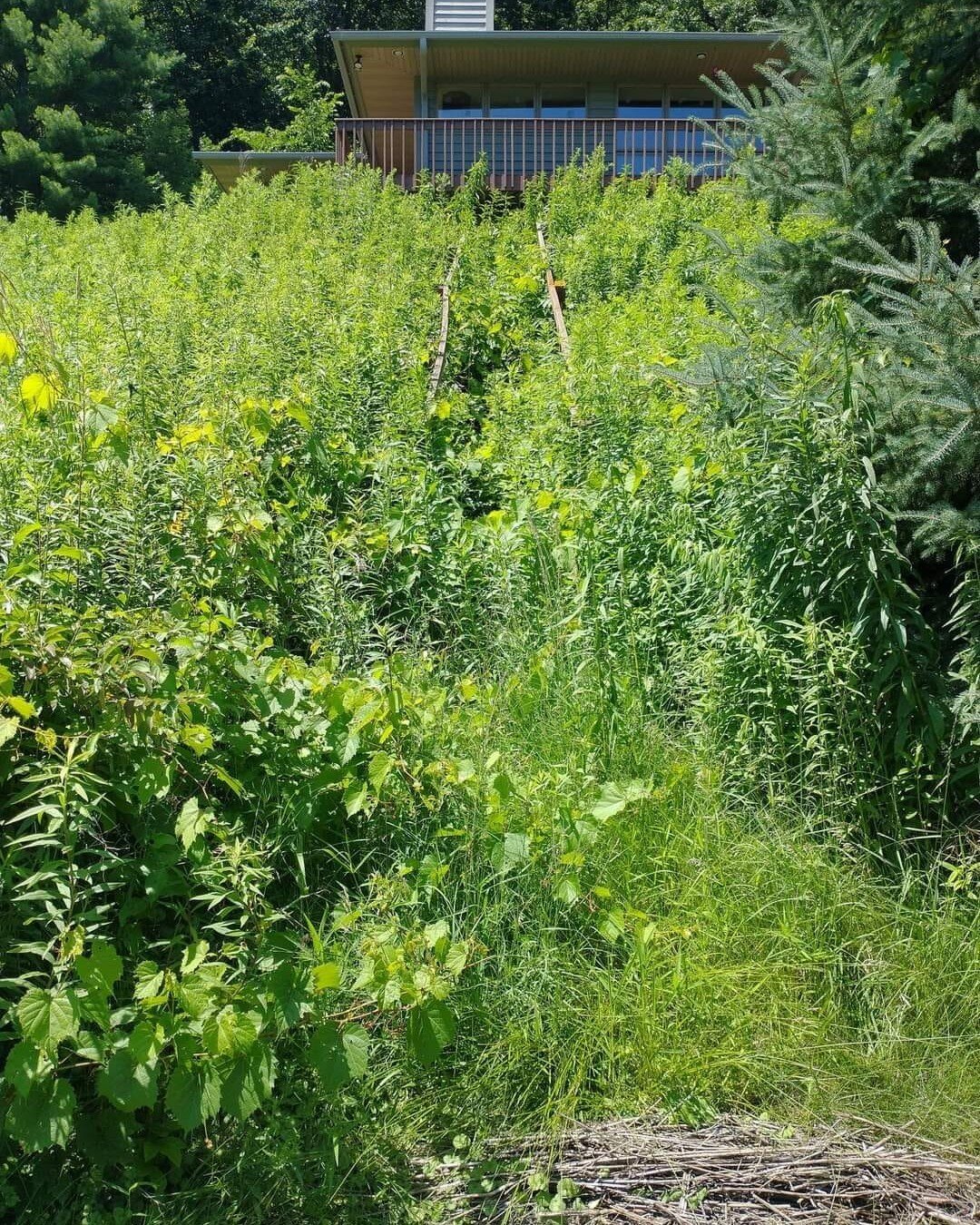 Take steps to rein in your vegetation problem -- the goat way! No chemicals or machinery needed. Thanks to Goats On The Go&reg; La Crosse in western Wisconsin for this before and after. Find your nearest Goats On The Go&reg; service provider at Goats