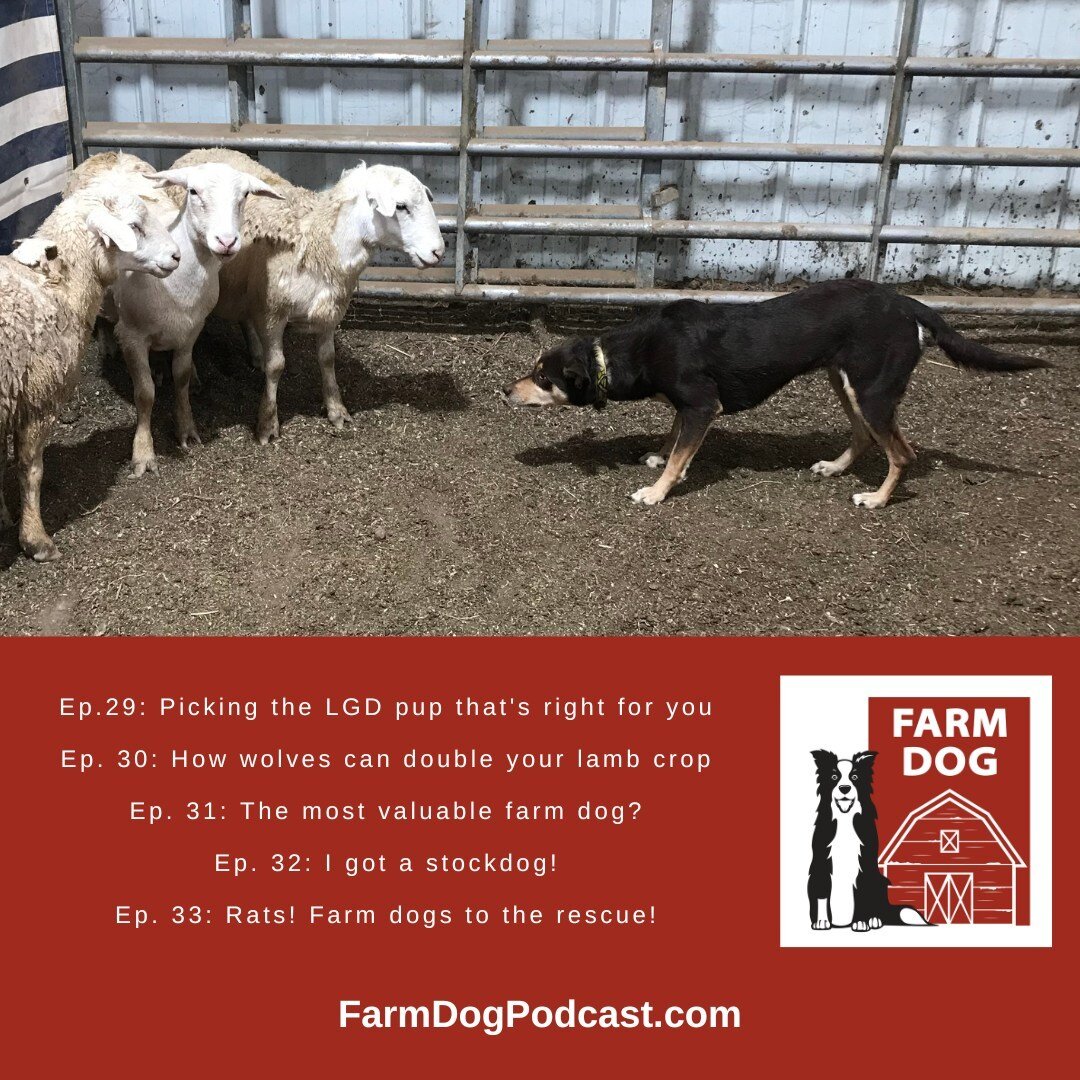 If you haven't tuned into Farm Dog in a while you've missed some great stuff -- including a big announcement! Catch up at on any podcast app or at FarmDogPodcast.com (link in bio).⠀