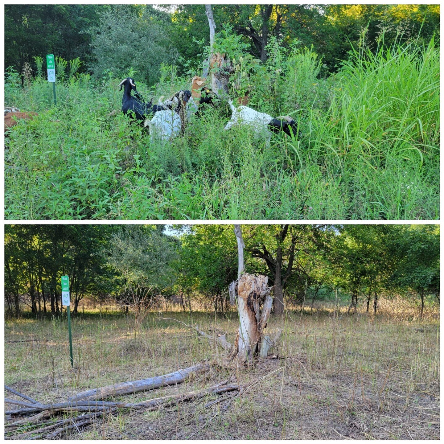 Could your property benefit from a little goat attention? Link in bio to find a Goats On The Go&reg; affiliate near you. Thanks to Goats On The Go&reg; Lawrence KC for this photo. #kansasgoats #goatgrazing #goatrental #targetedgrazing #goatscaping #p