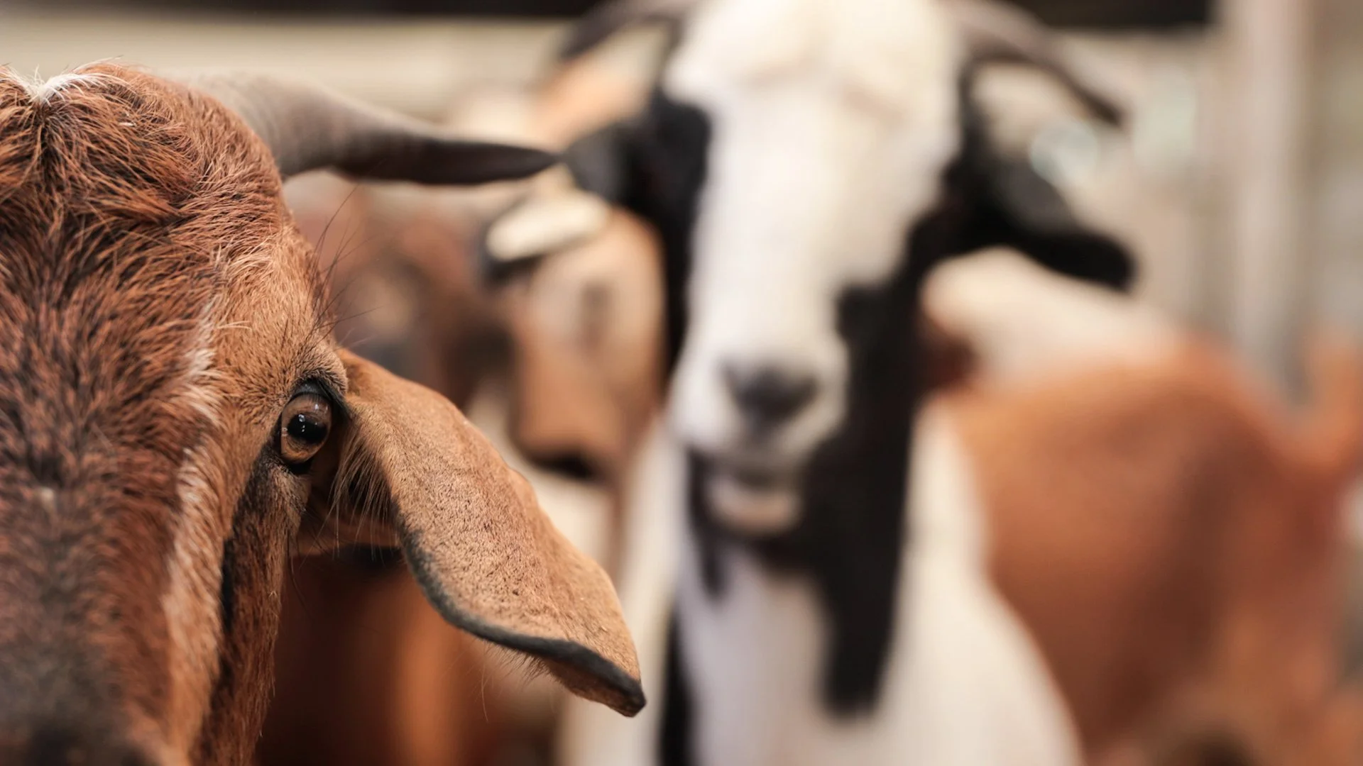 Goats Crowdfunding.00_00_01_10.Still001.jpg