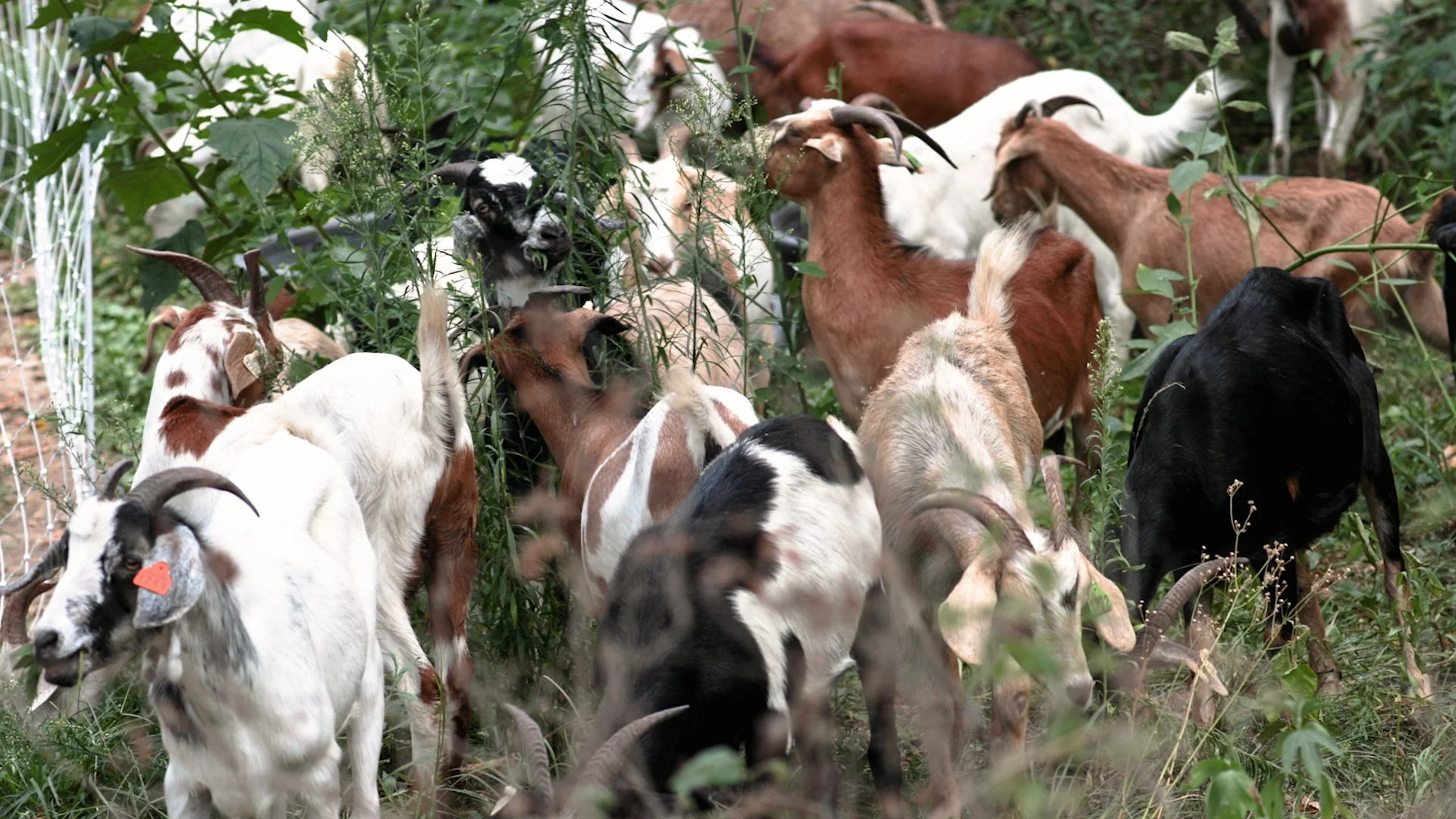 Goats Crowdfunding.00_00_11_11.Still005.jpg