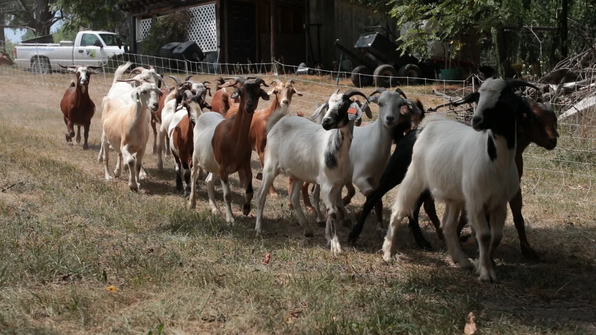 Goats Crowdfunding.00_00_28_01.Still008.jpg