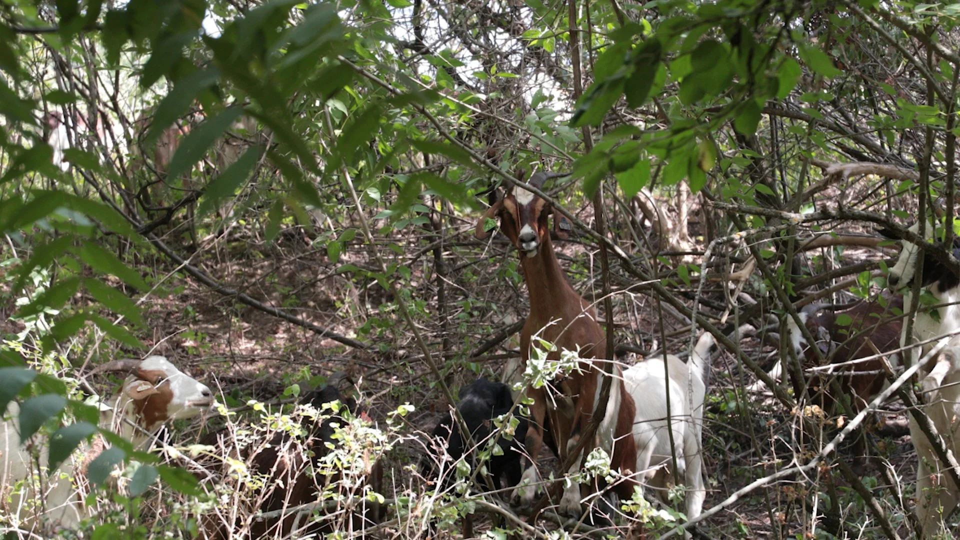 Goats Crowdfunding.00_00_39_16.Still009.jpg