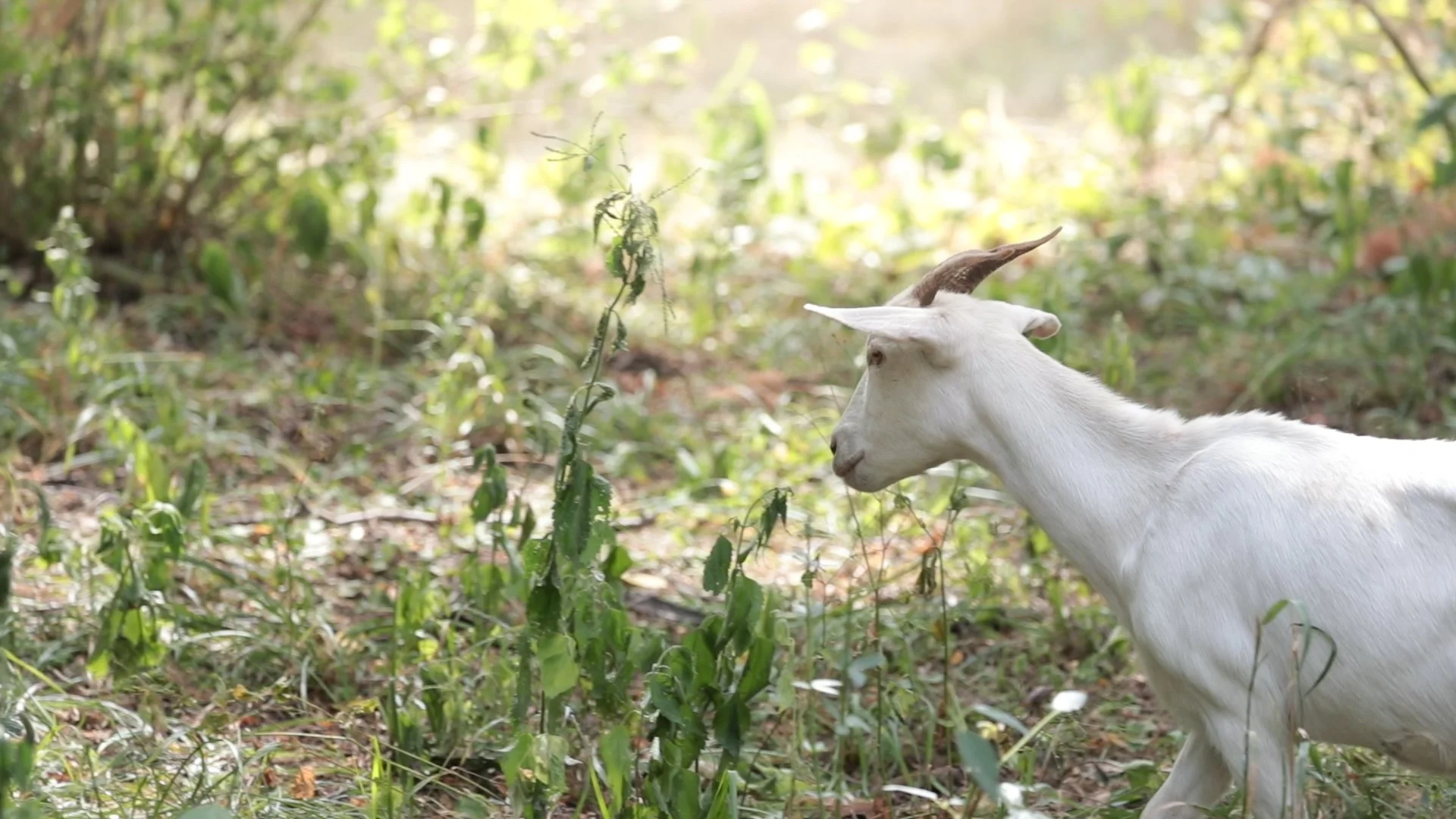 Goats Crowdfunding.00_00_43_17.Still010.jpg