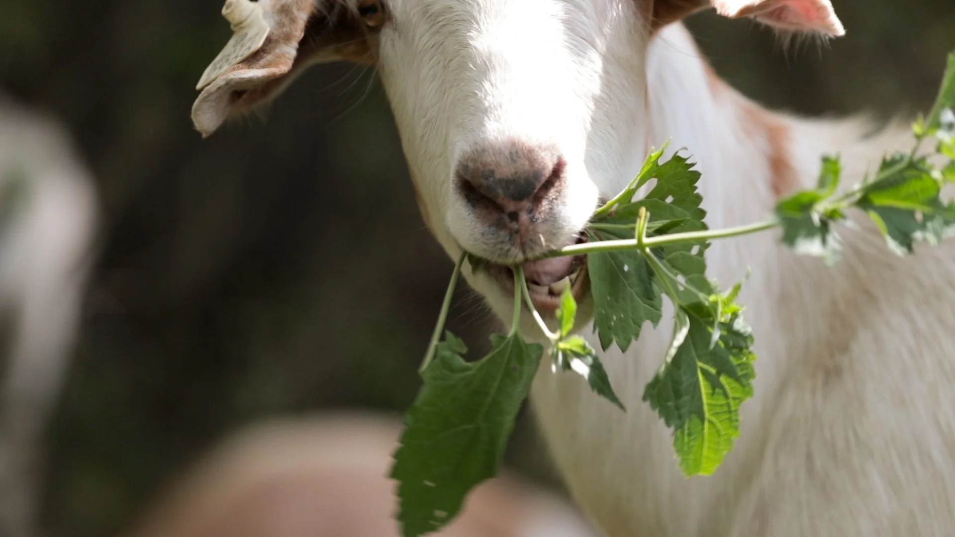 Goats Crowdfunding.00_01_06_14.Still015.jpg
