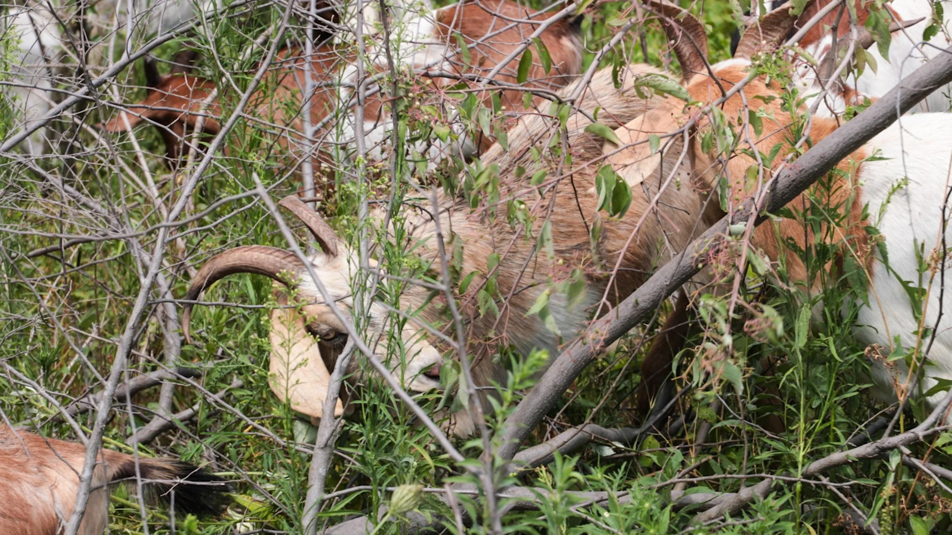 Goats Crowdfunding.00_01_47_29.Still029.jpg