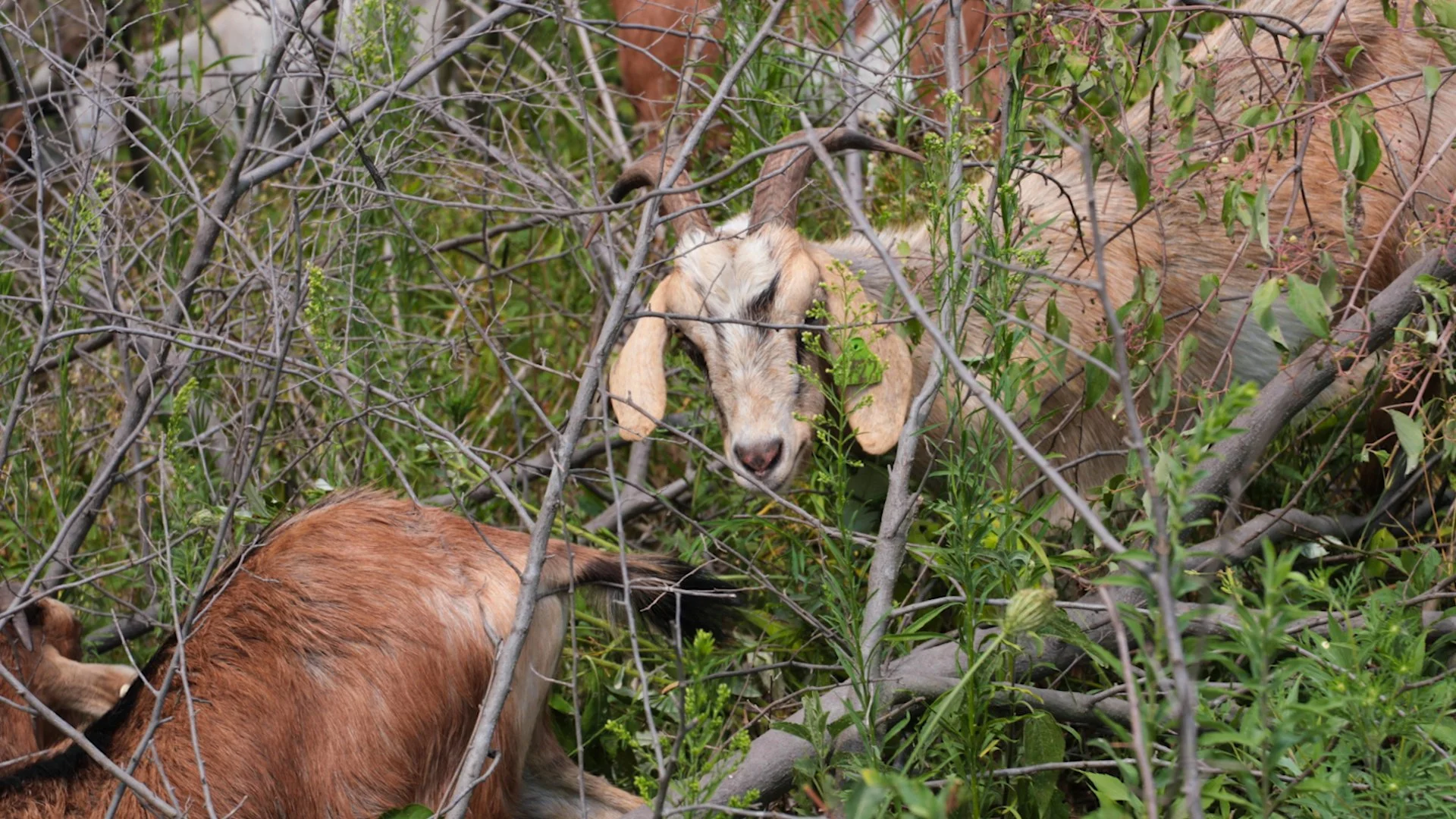 Goats Crowdfunding.00_01_50_15.Still030.jpg