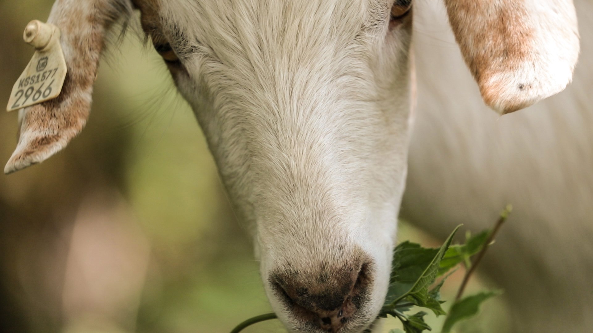 Goats Crowdfunding.00_01_54_21.Still031.jpg