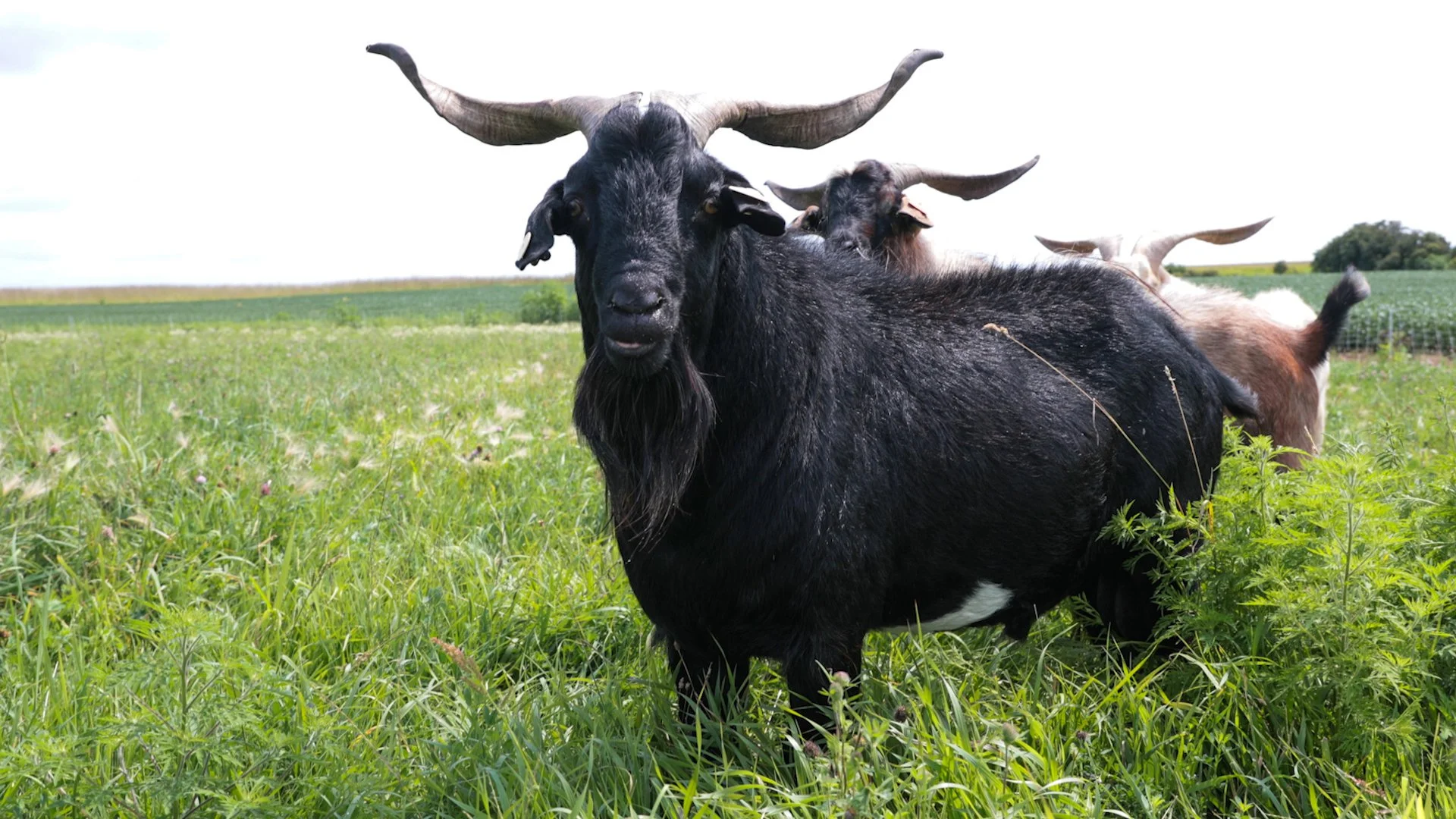 Goats Crowdfunding.00_01_39_13.Still026.jpg