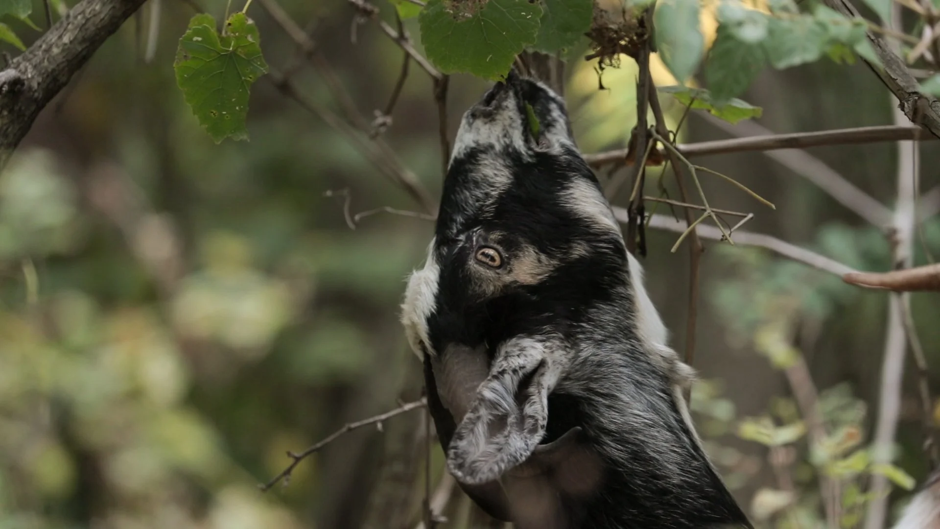 Goats Crowdfunding.00_01_42_06.Still027.jpg