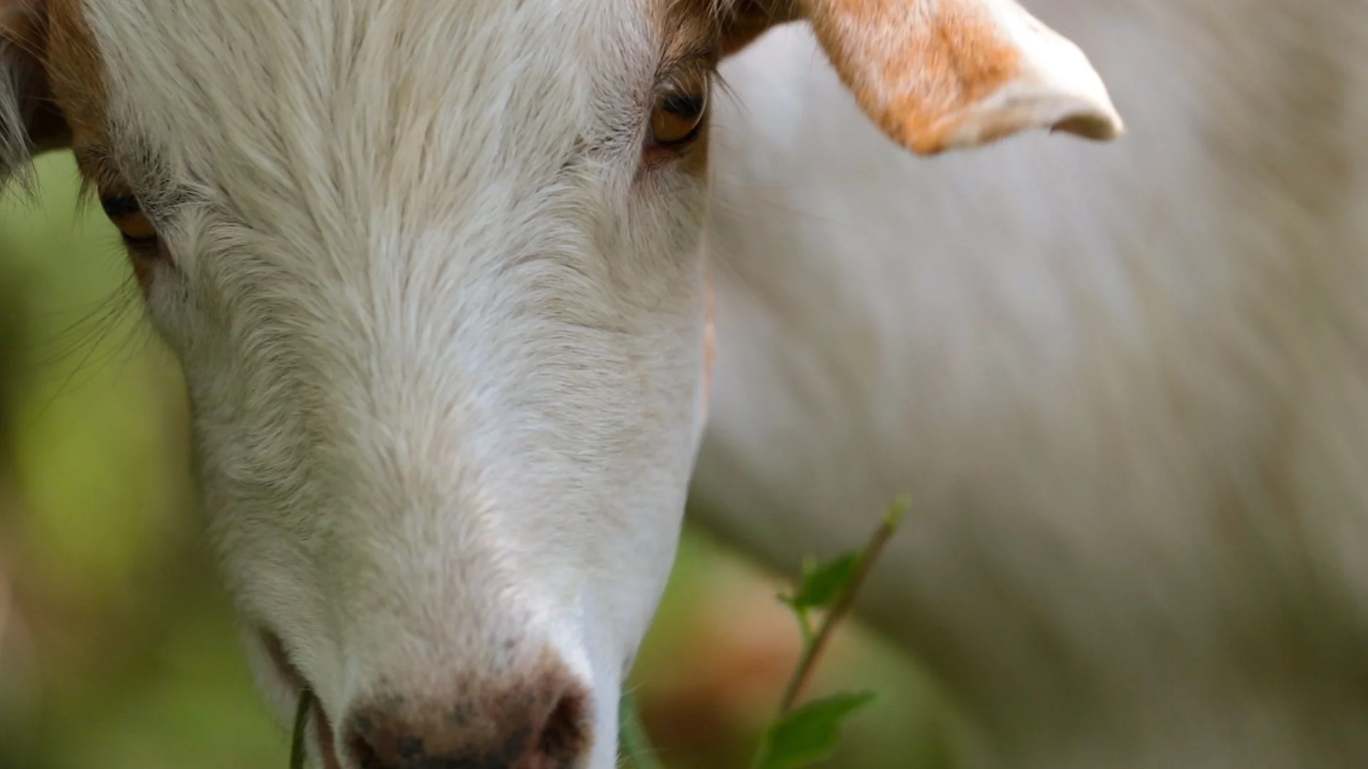Goats Crowdfunding.00_01_57_10.Still032.jpg