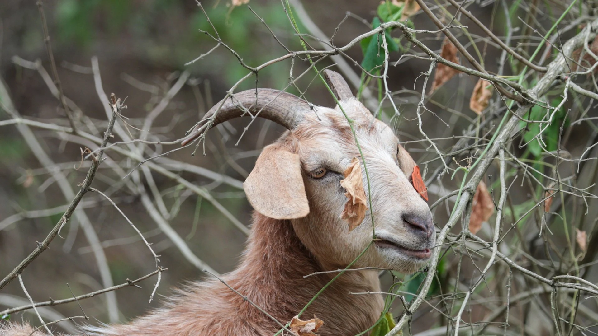 Goats Crowdfunding.00_02_01_24.Still033.jpg