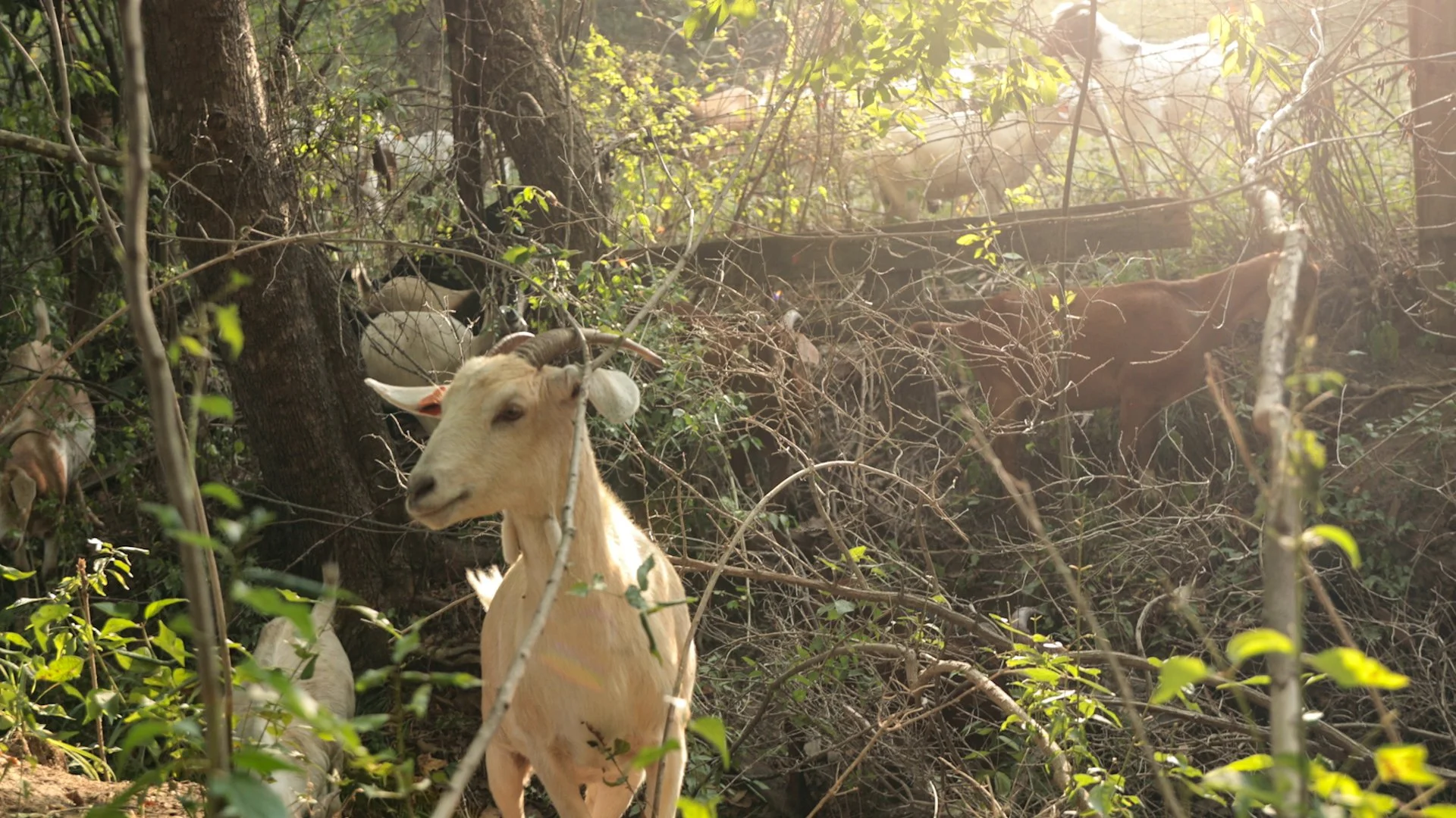 Goats Crowdfunding.00_02_23_27.Still037.jpg