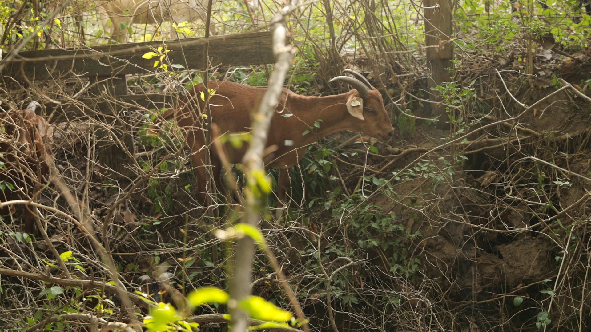 Goats Crowdfunding.00_02_27_05.Still039.jpg