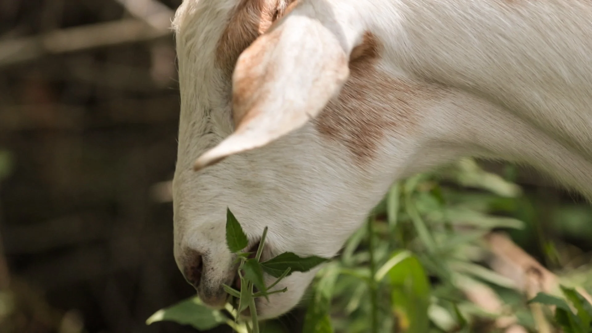 Goats Crowdfunding.00_03_03_05.Still047.jpg