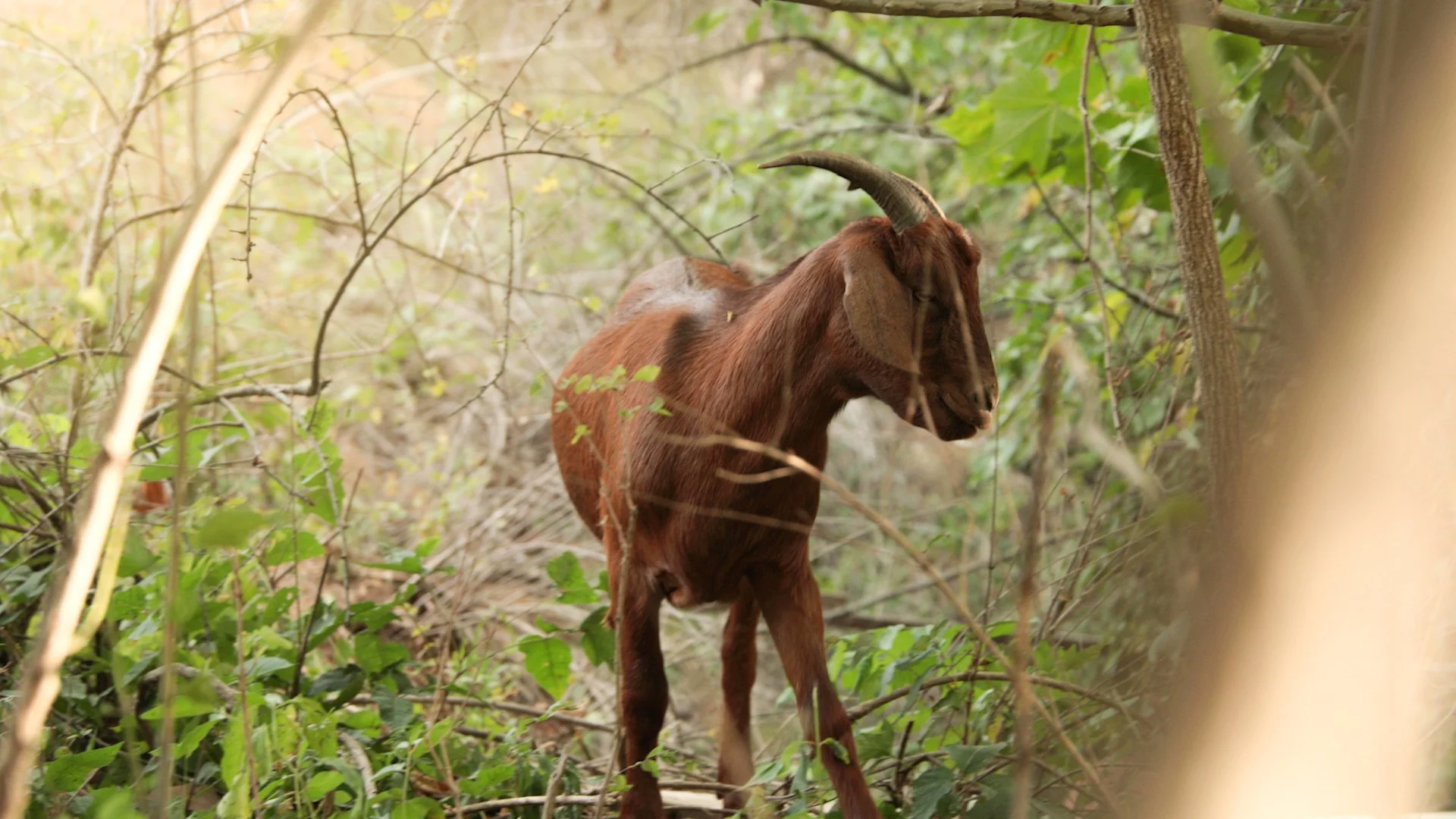 Goats Crowdfunding.00_02_51_17.Still045.jpg