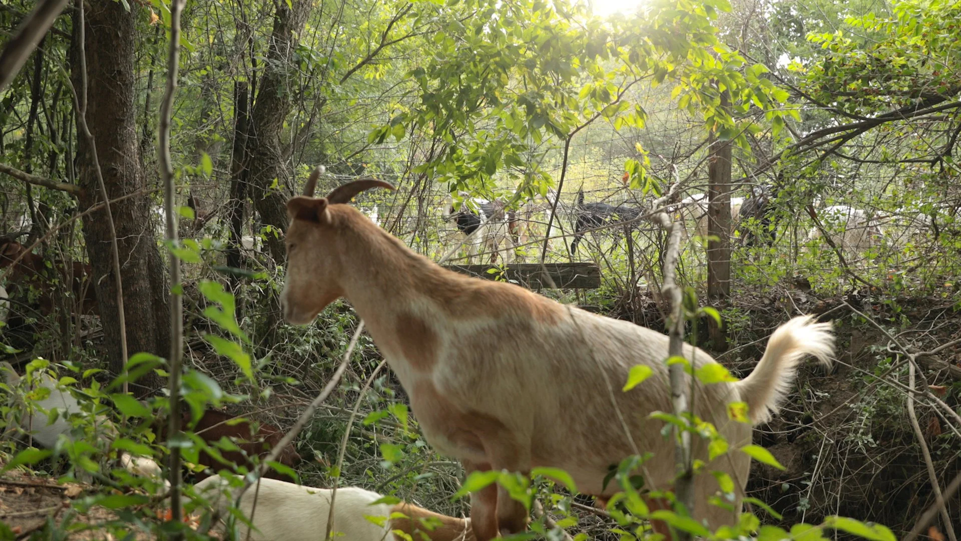 Goats Crowdfunding.00_02_43_14.Still043.jpg