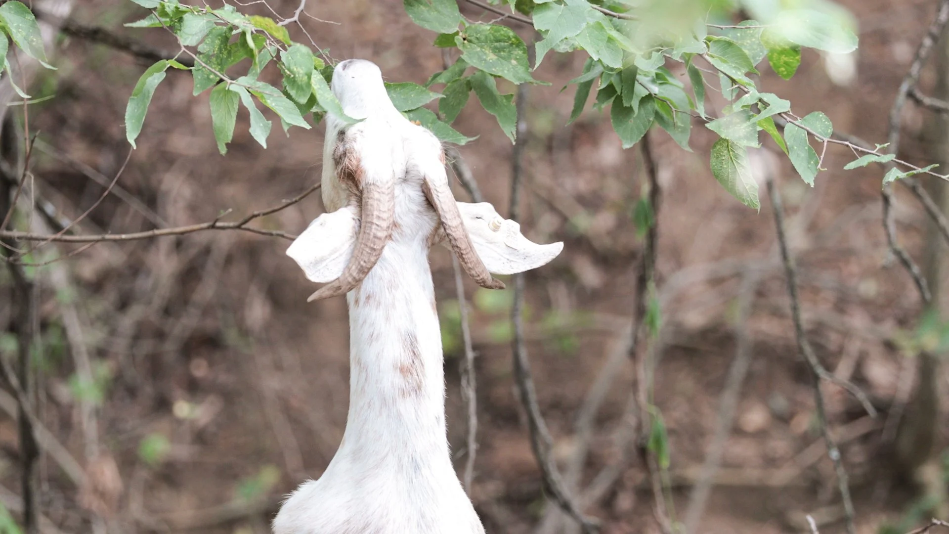 Goats Crowdfunding.00_02_38_21.Still042.jpg