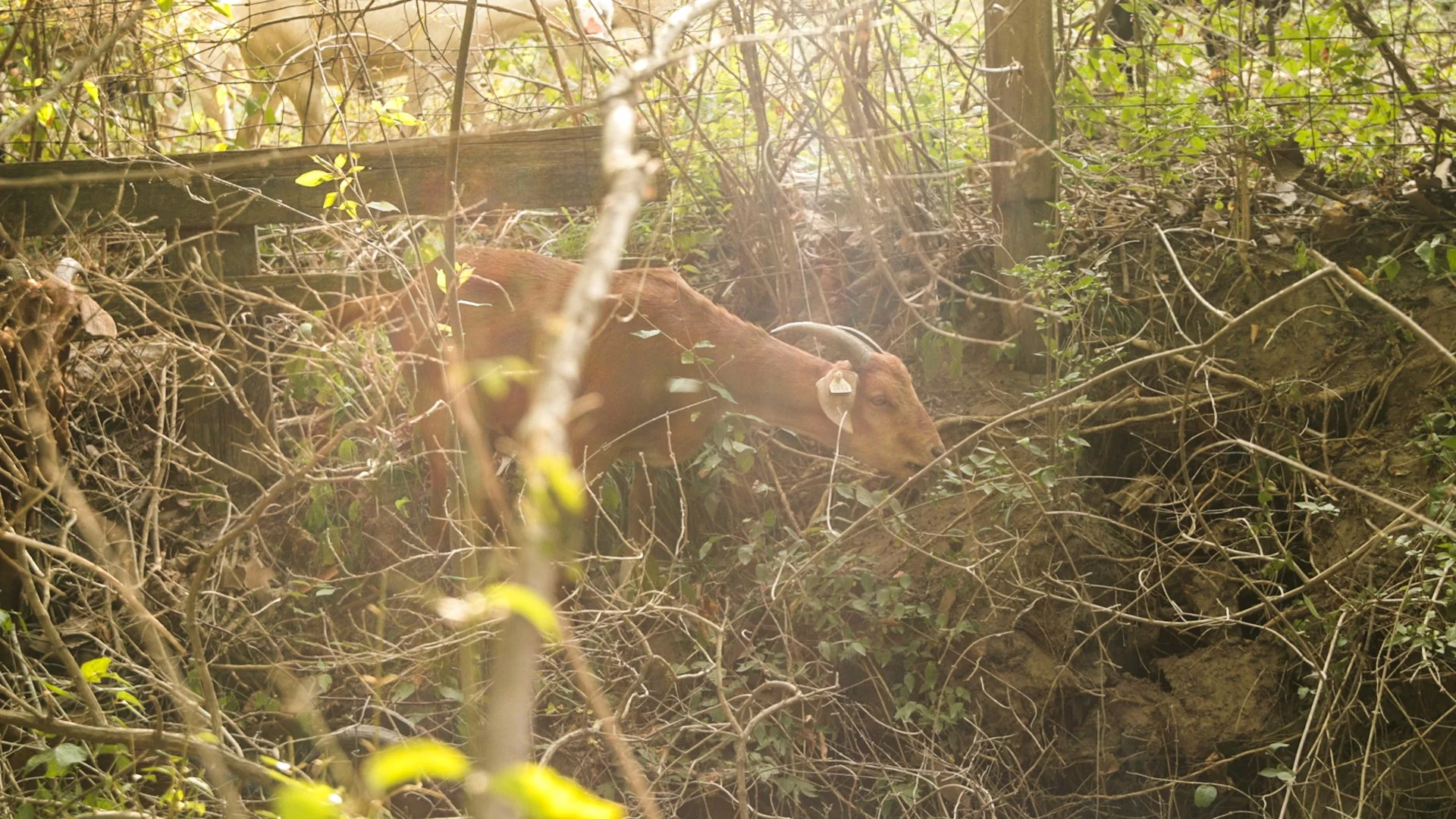 Goats Crowdfunding.00_02_31_22.Still041.jpg