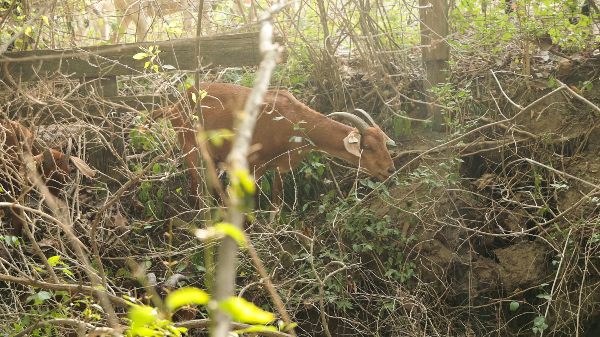 Goats Crowdfunding.00_02_29_18.Still040.jpg