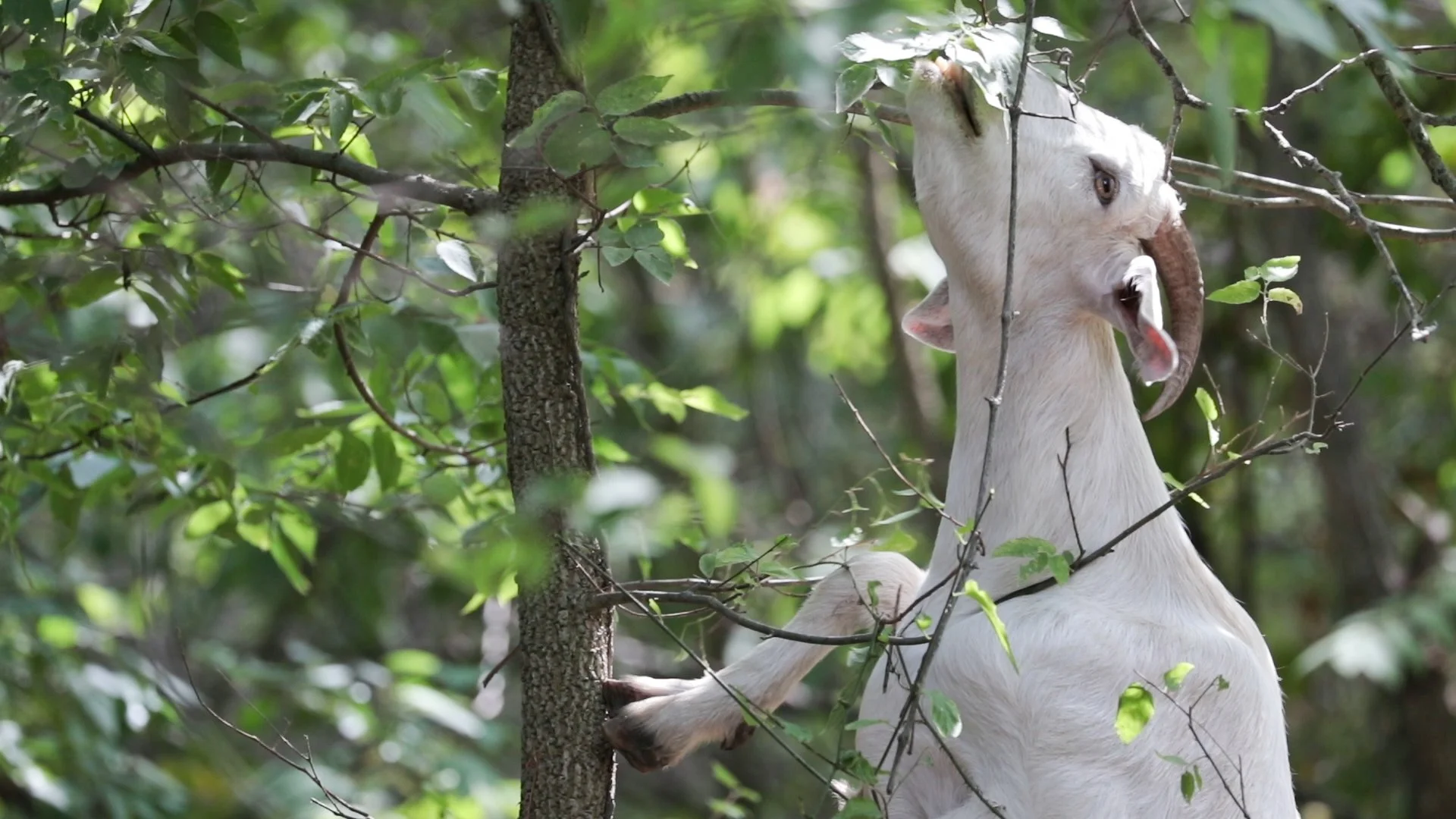 Goats Crowdfunding.00_03_34_01.Still052.jpg