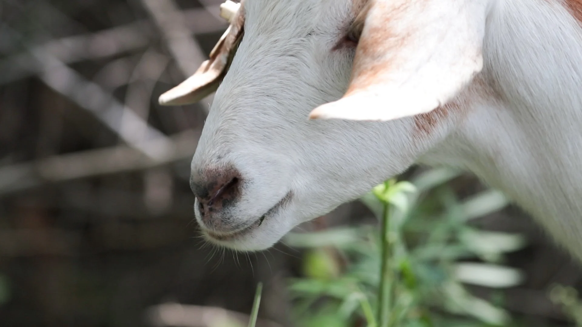 Goats Crowdfunding.00_03_07_07.Still048.jpg