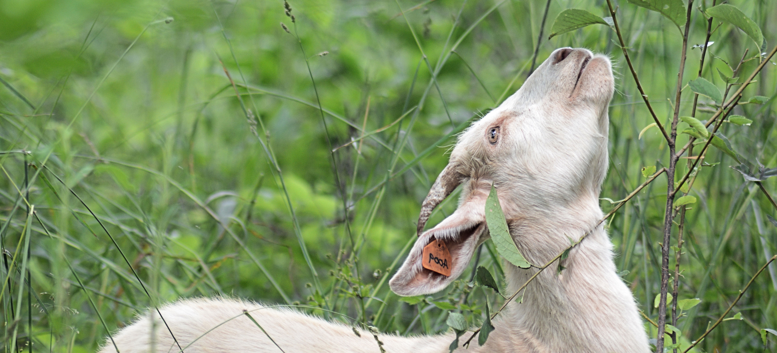 Reaching Goat horizontal crop flipped.png