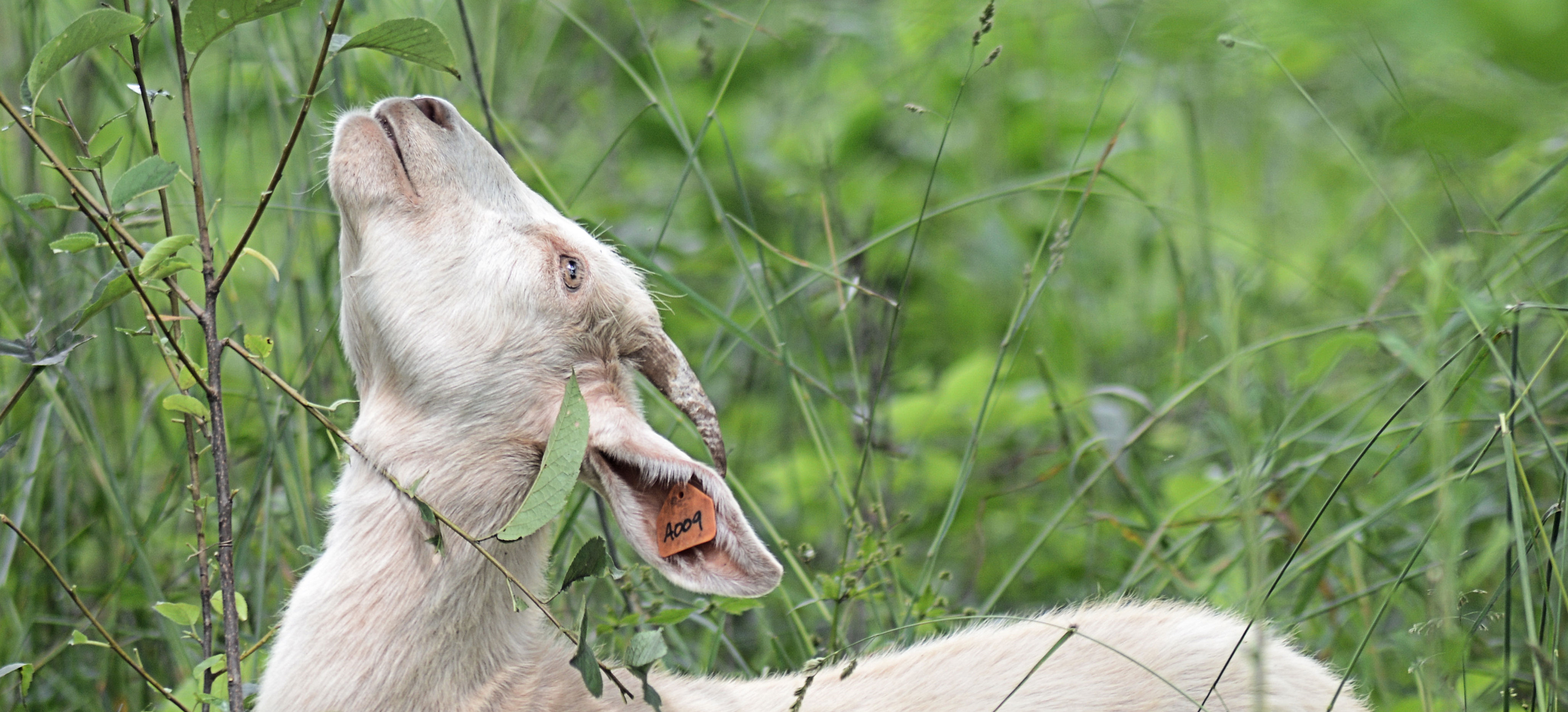 Reaching Goat horizontal crop.png