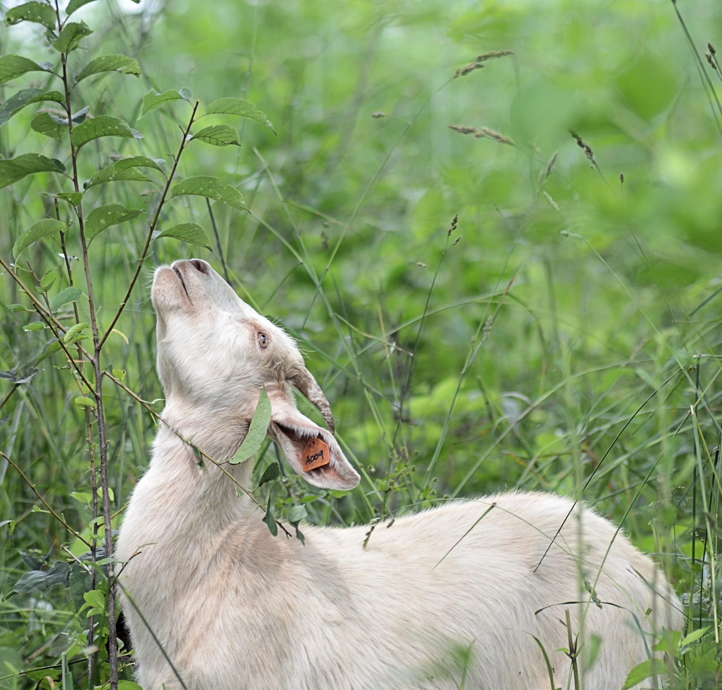 Reaching Goat.JPG