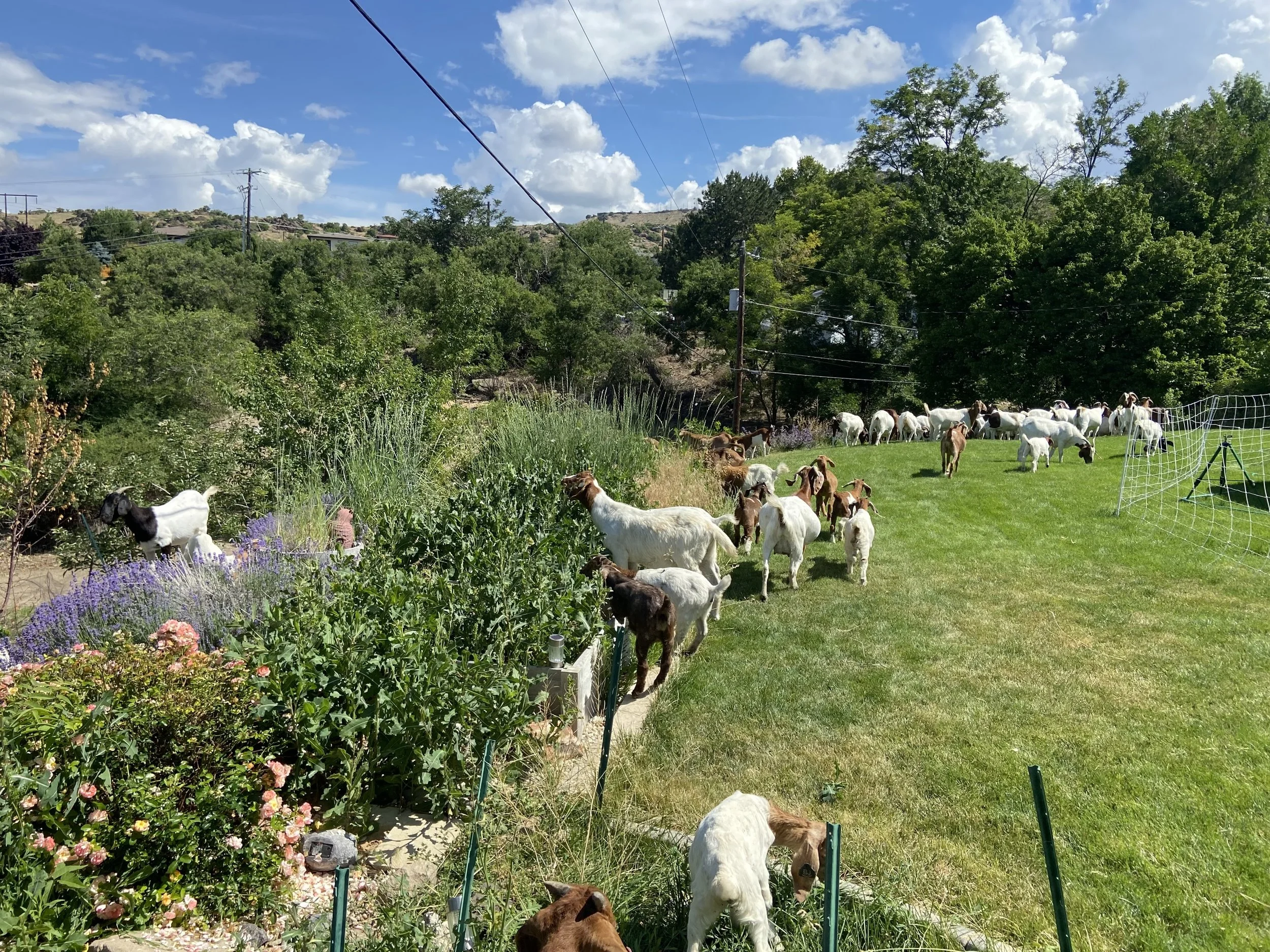 Goats On The Go® Boise Operated by Blackline Consulting, LLC