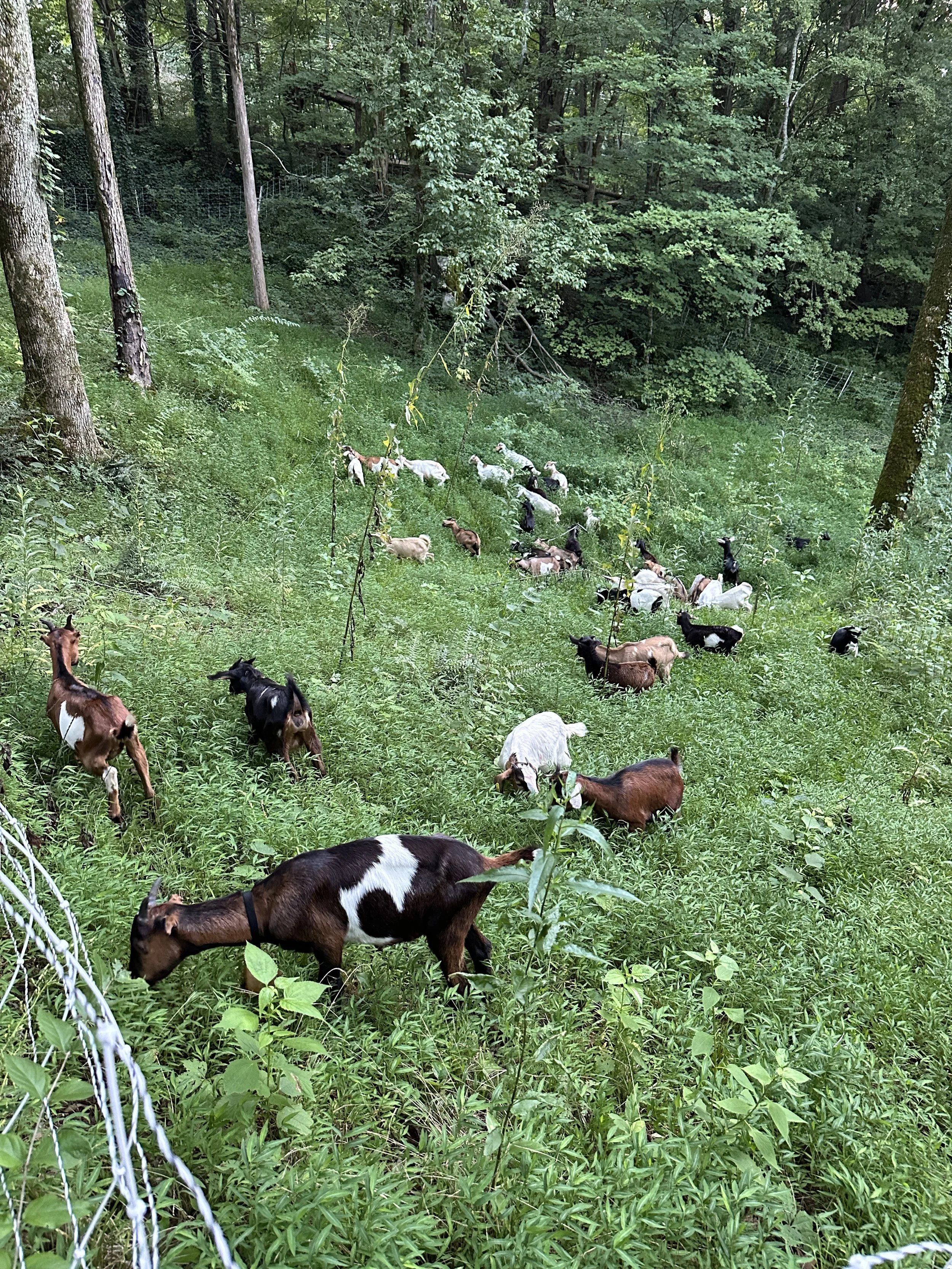 Goats On The Go® Southern Kentucky Operated by Jonathan Scarborough