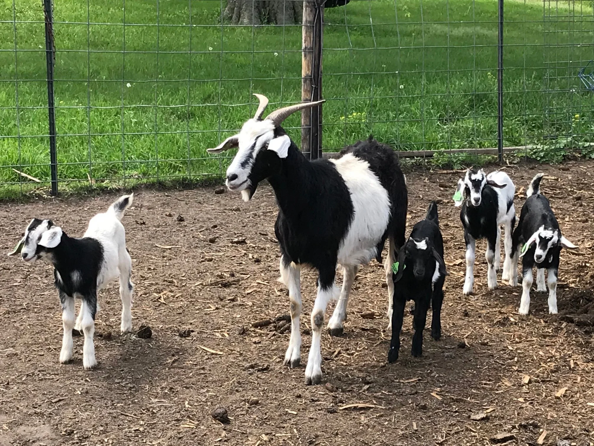 Feeding Goats — Blog Feed