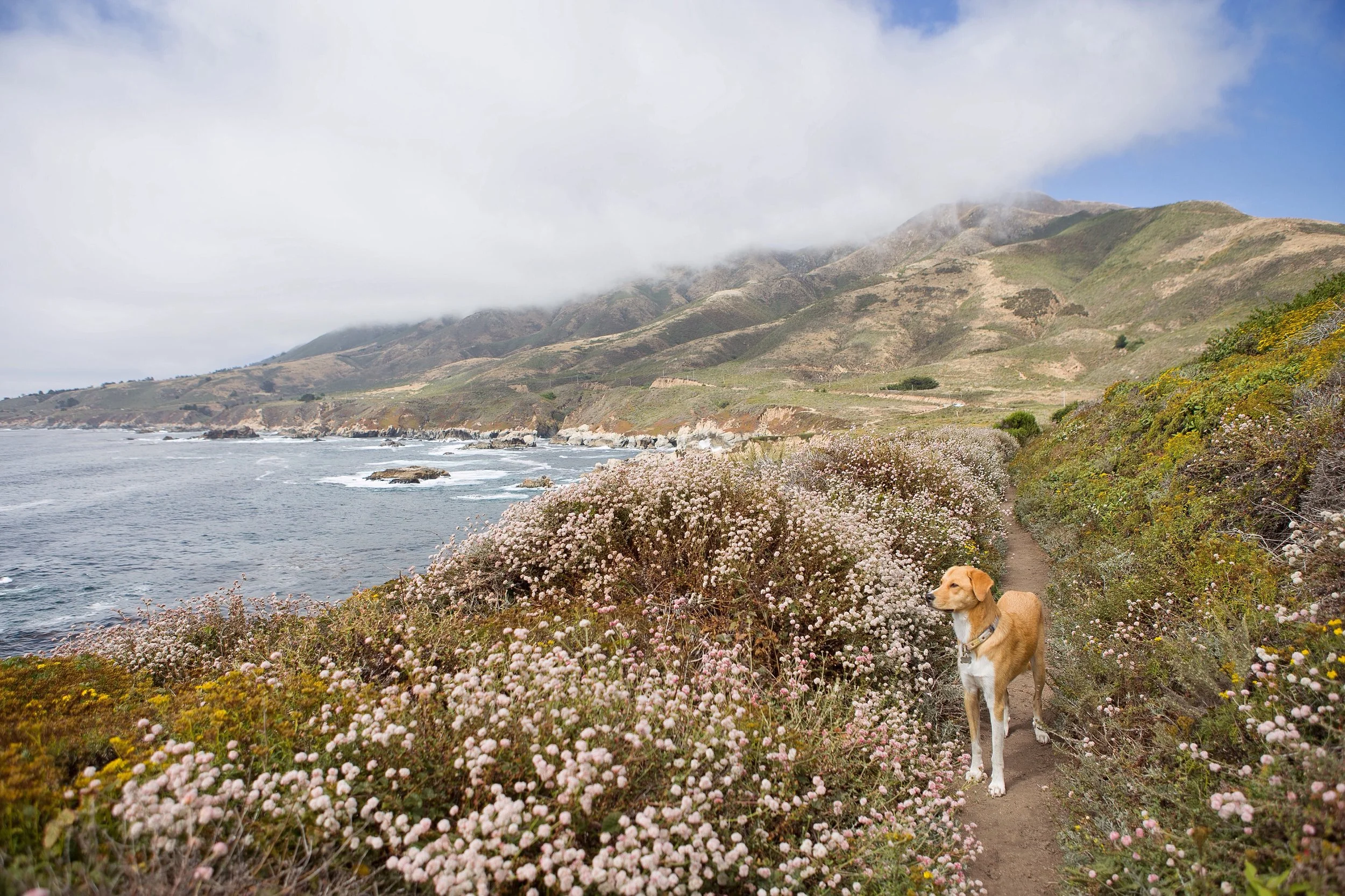 Sweet Frankie | Big Sur, CA | July 2016