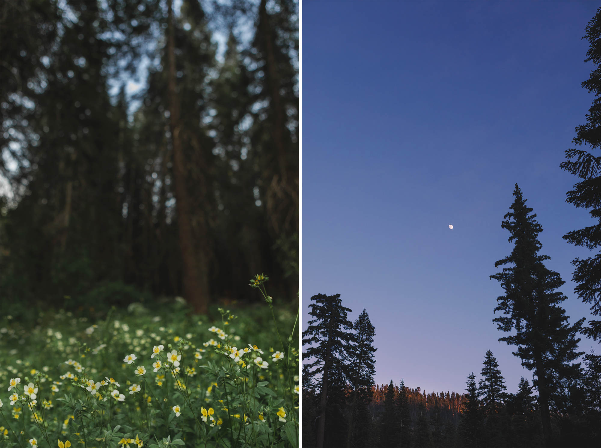 Sequoia National Park, CA | July 2017