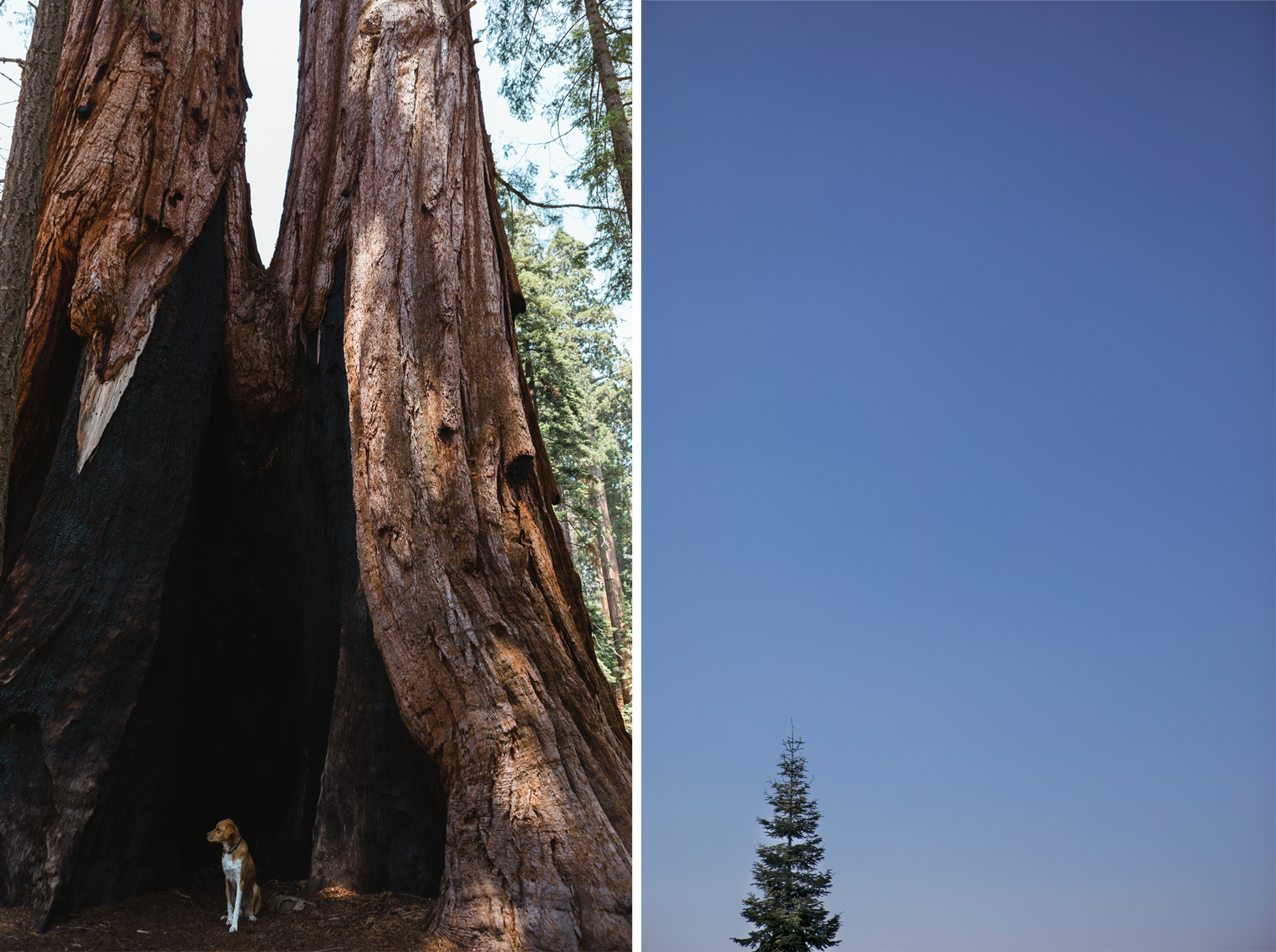 Sequoia National Forest, CA | July 2017