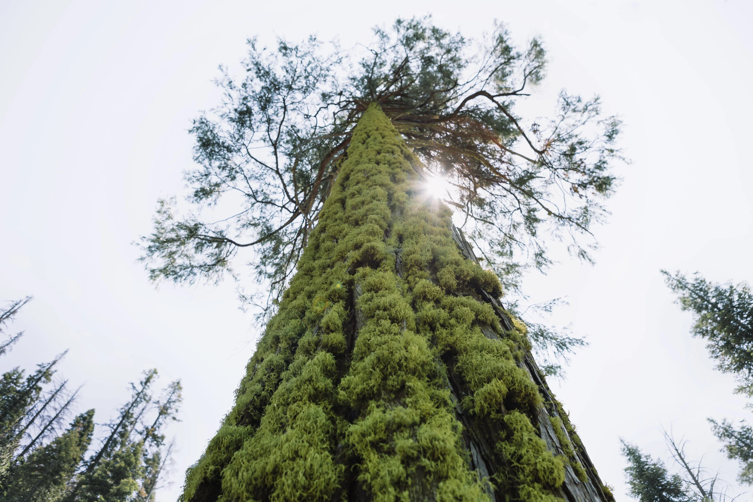 Sequoia National Park, CA | July 2017
