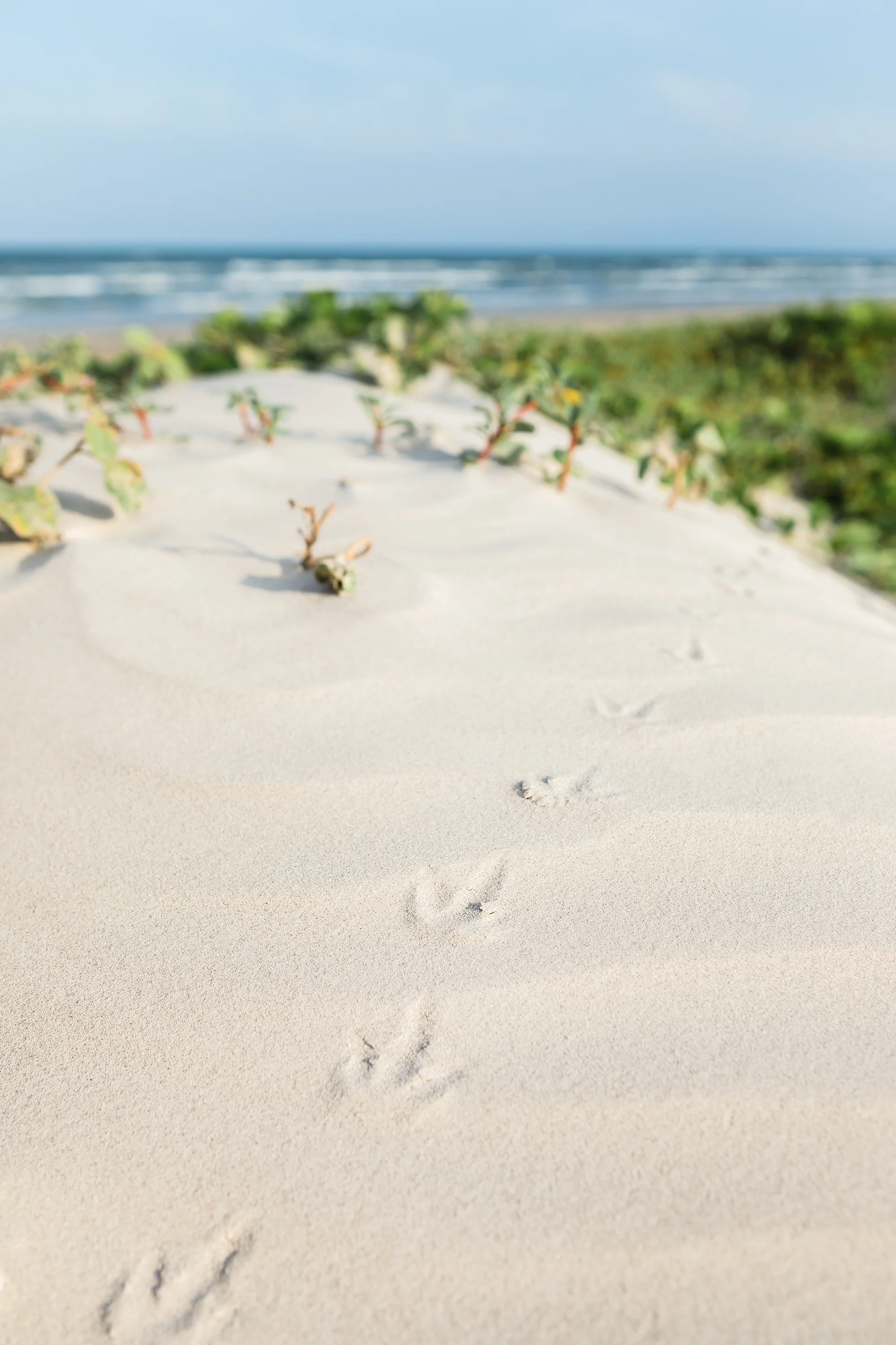 Padre Island National Seashore, Texas | June 2018